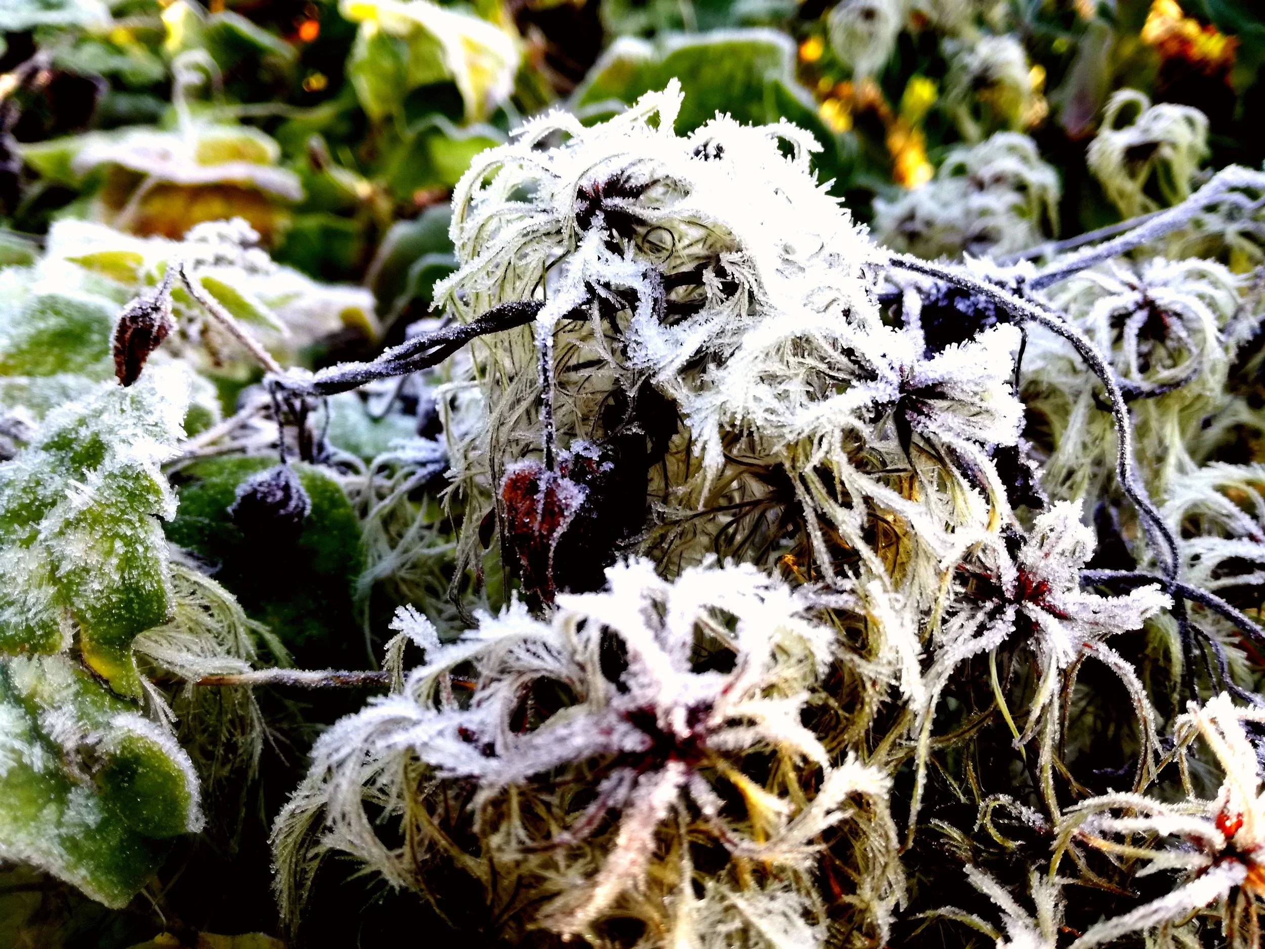 Frost-covered wilted plants and leaves on the ground after a cold weather event.