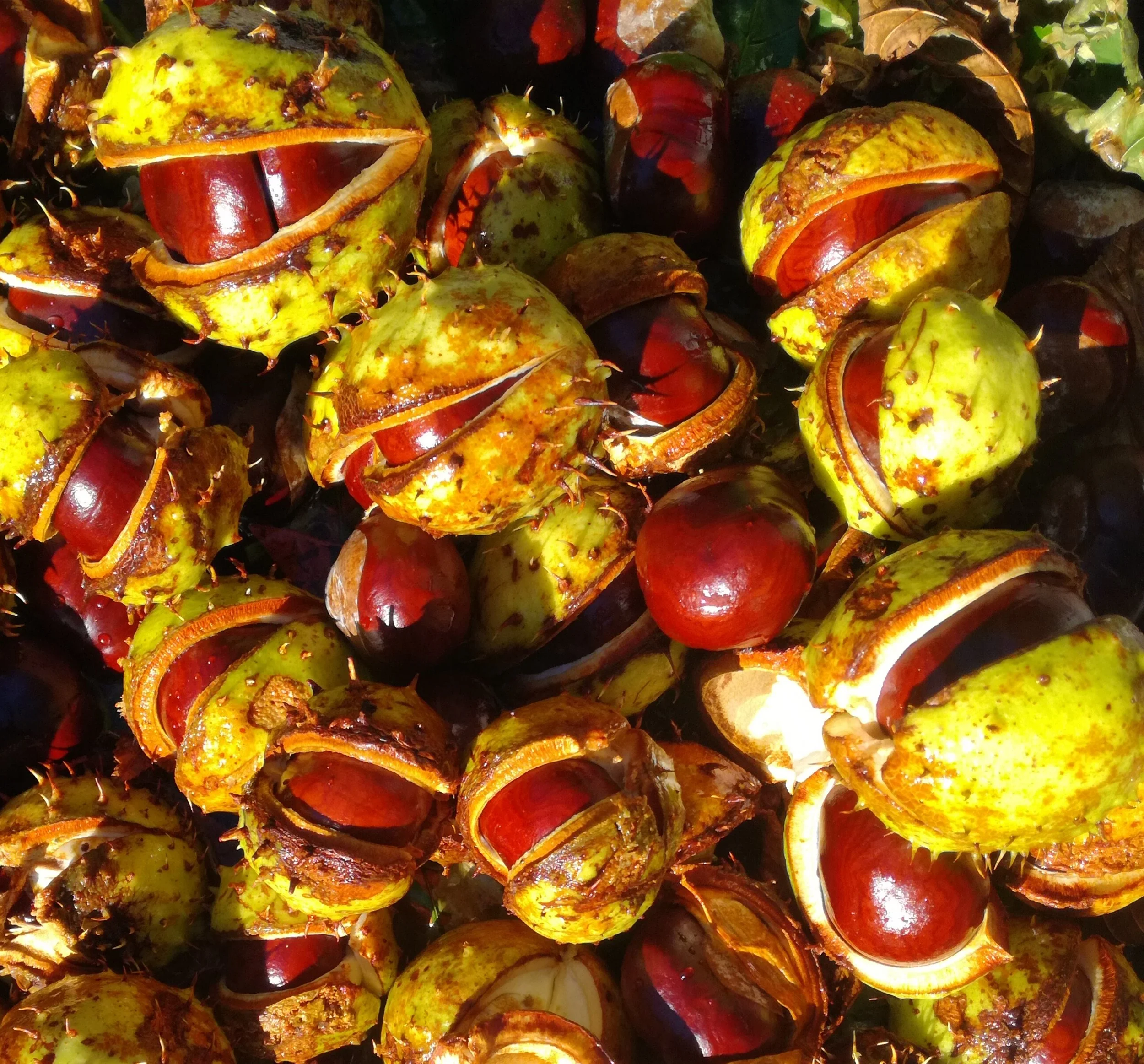 A close-up of fallen horse chestnuts (conkers) still partially enclosed in spiky green shells.