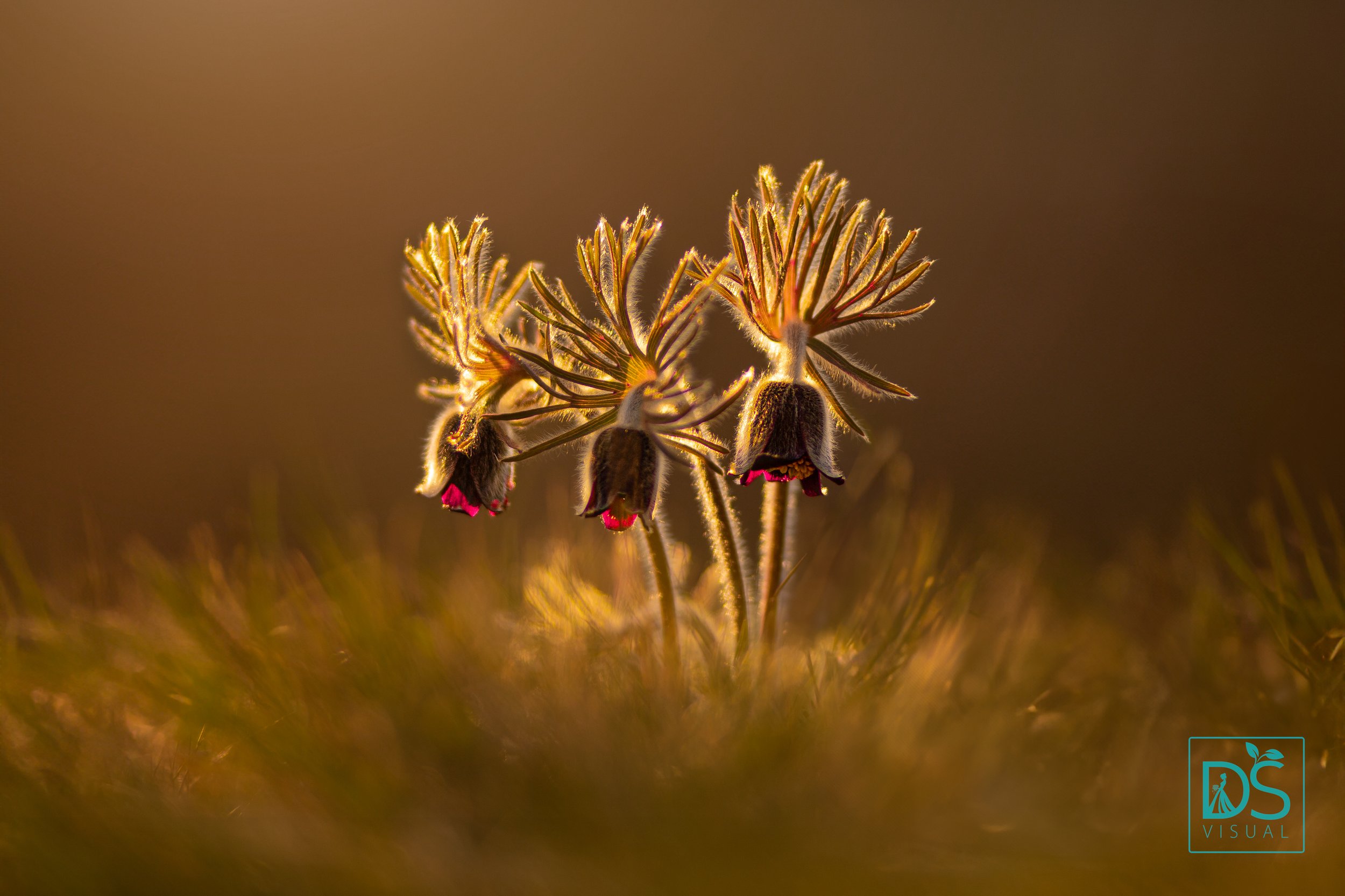 Koniklec Tobiášův vrch.jpg