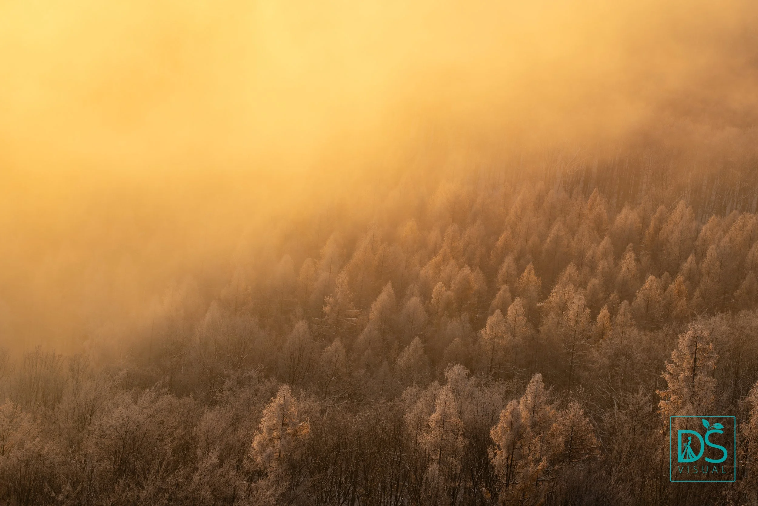 Modříny v mlze.jpg