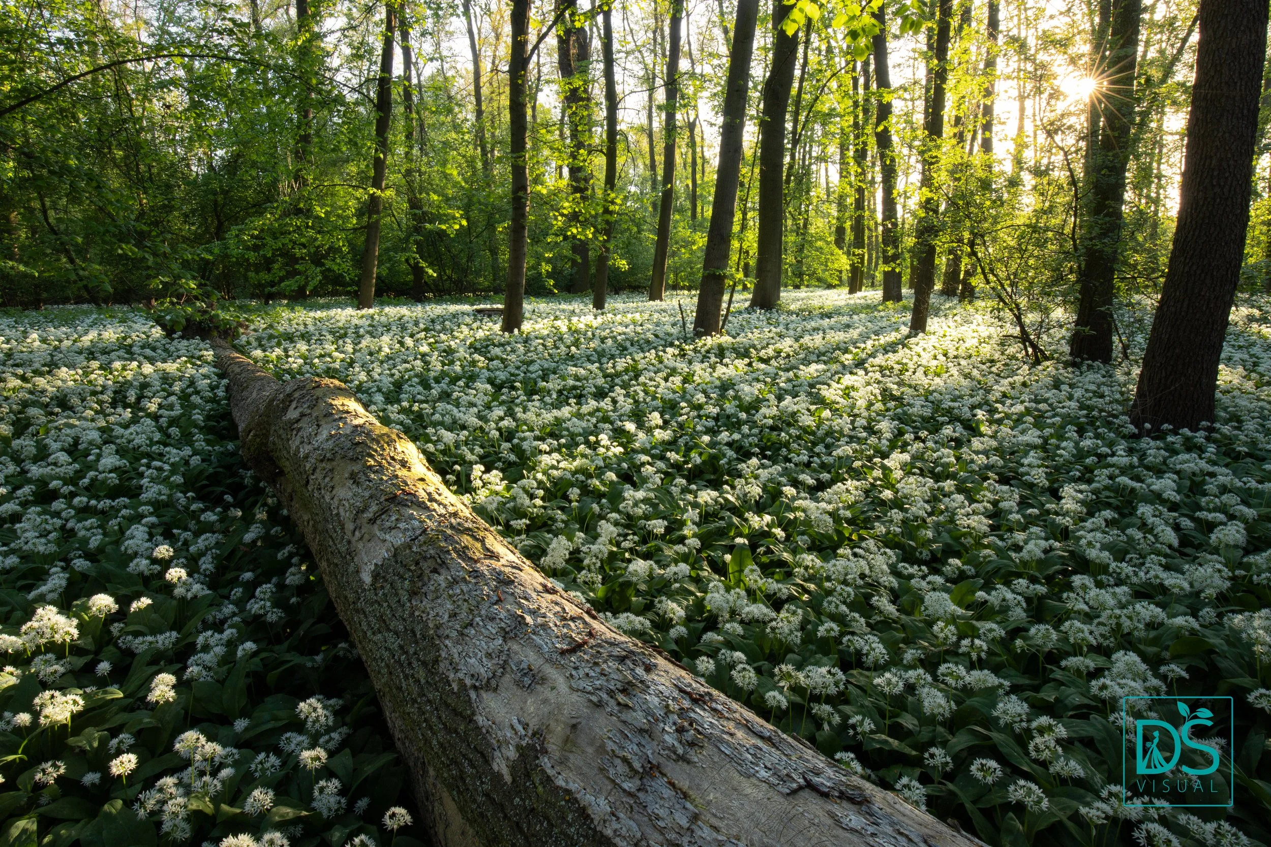 Medvědí česnek-5.jpg