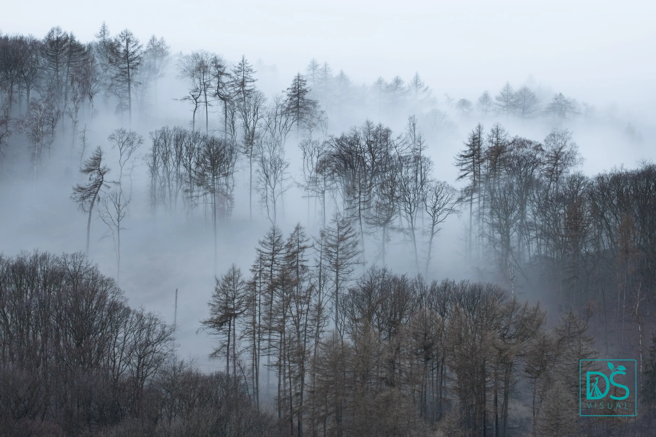 Stromy v mlze.jpg