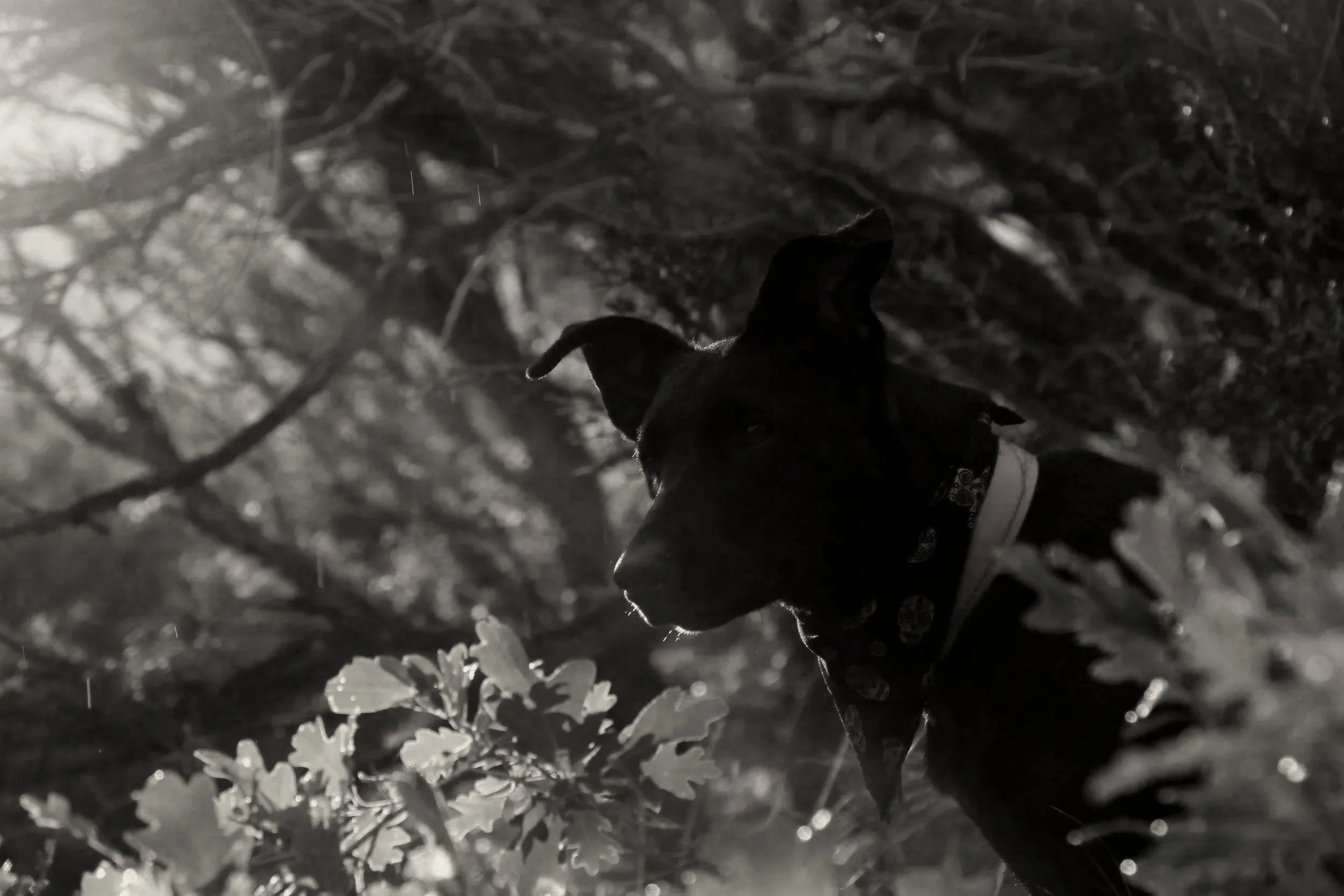 A black dog with a bandana around its neck, training in Kingston