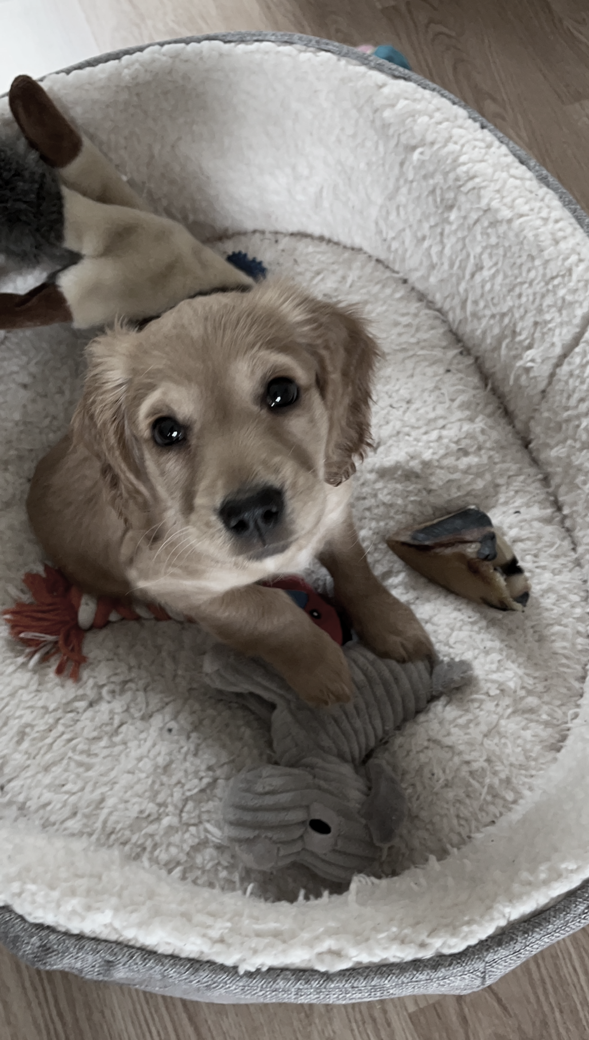 A puppy sitting in a cozy dog bed during puppy training Oxshott