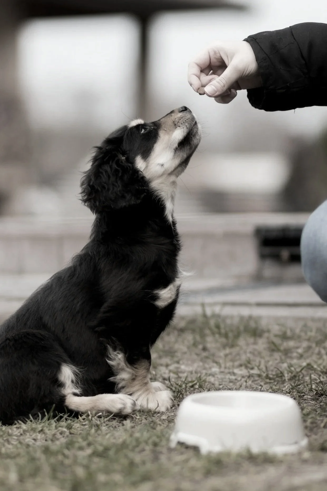 A puppy sitting outdoors on grass, during puppy training in esher