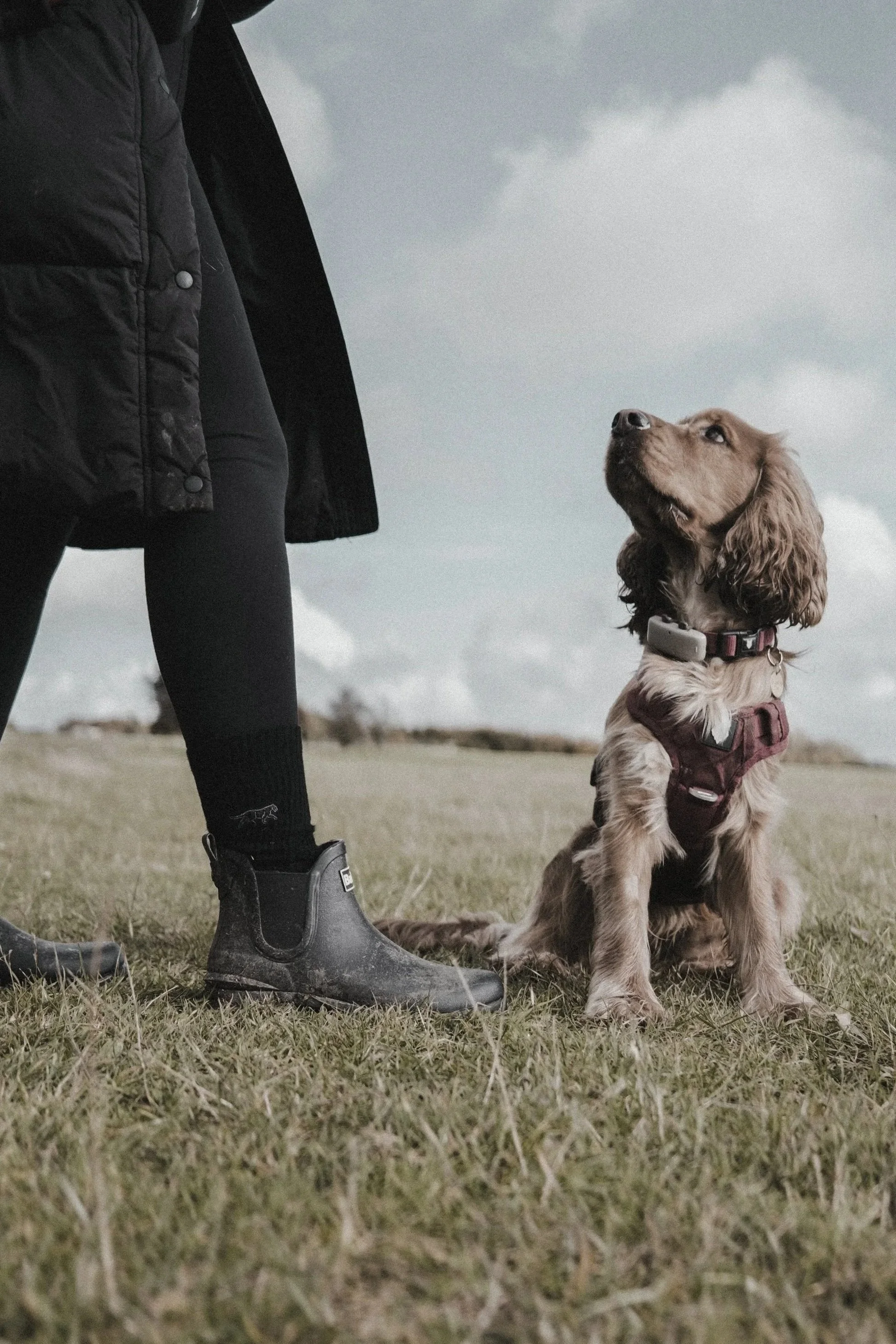 Dog sitting on grass wearing a harness, looking up at dog trainer in Teddington