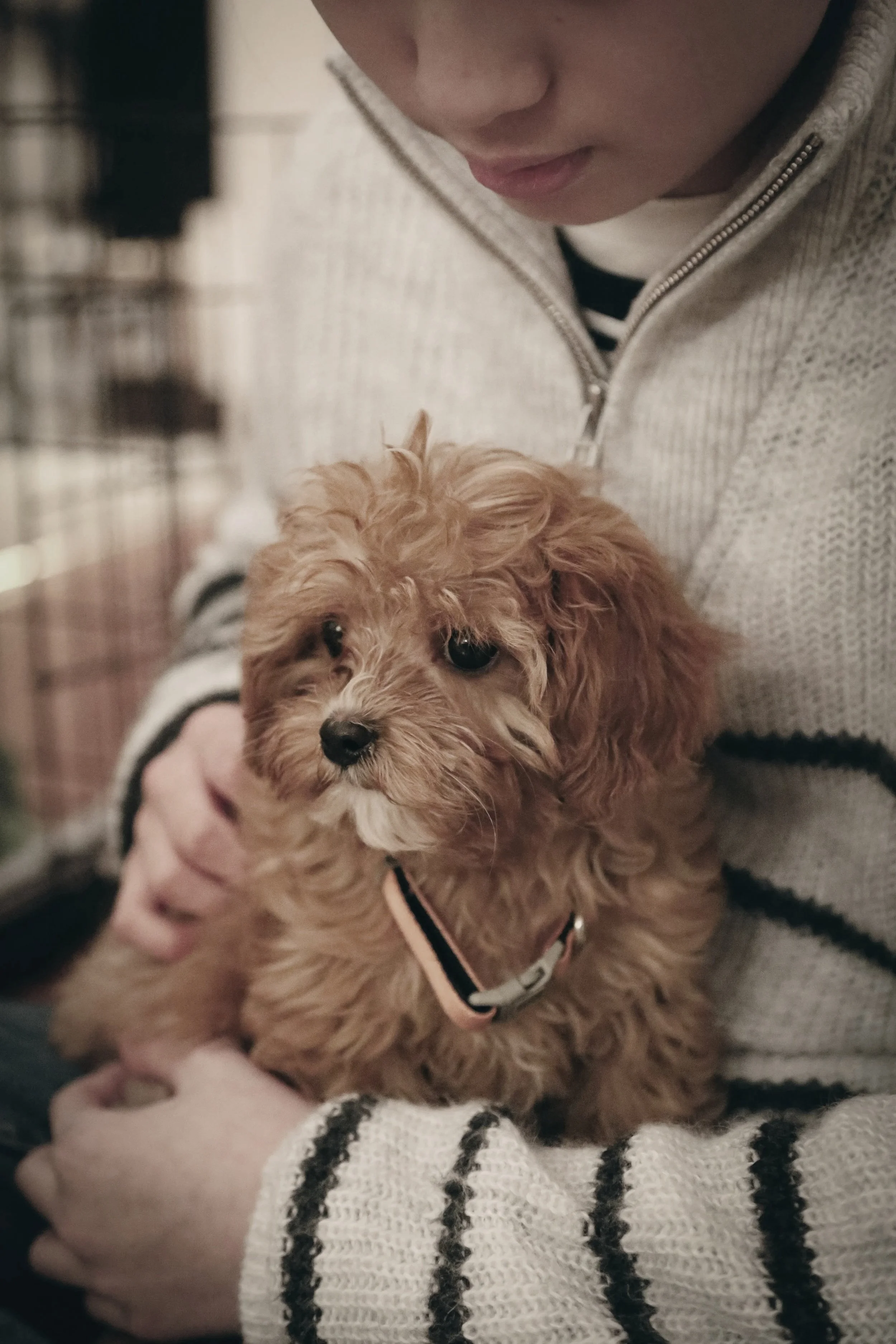 An owner holding a small, curly-haired puppy after puppy training in Teddington..