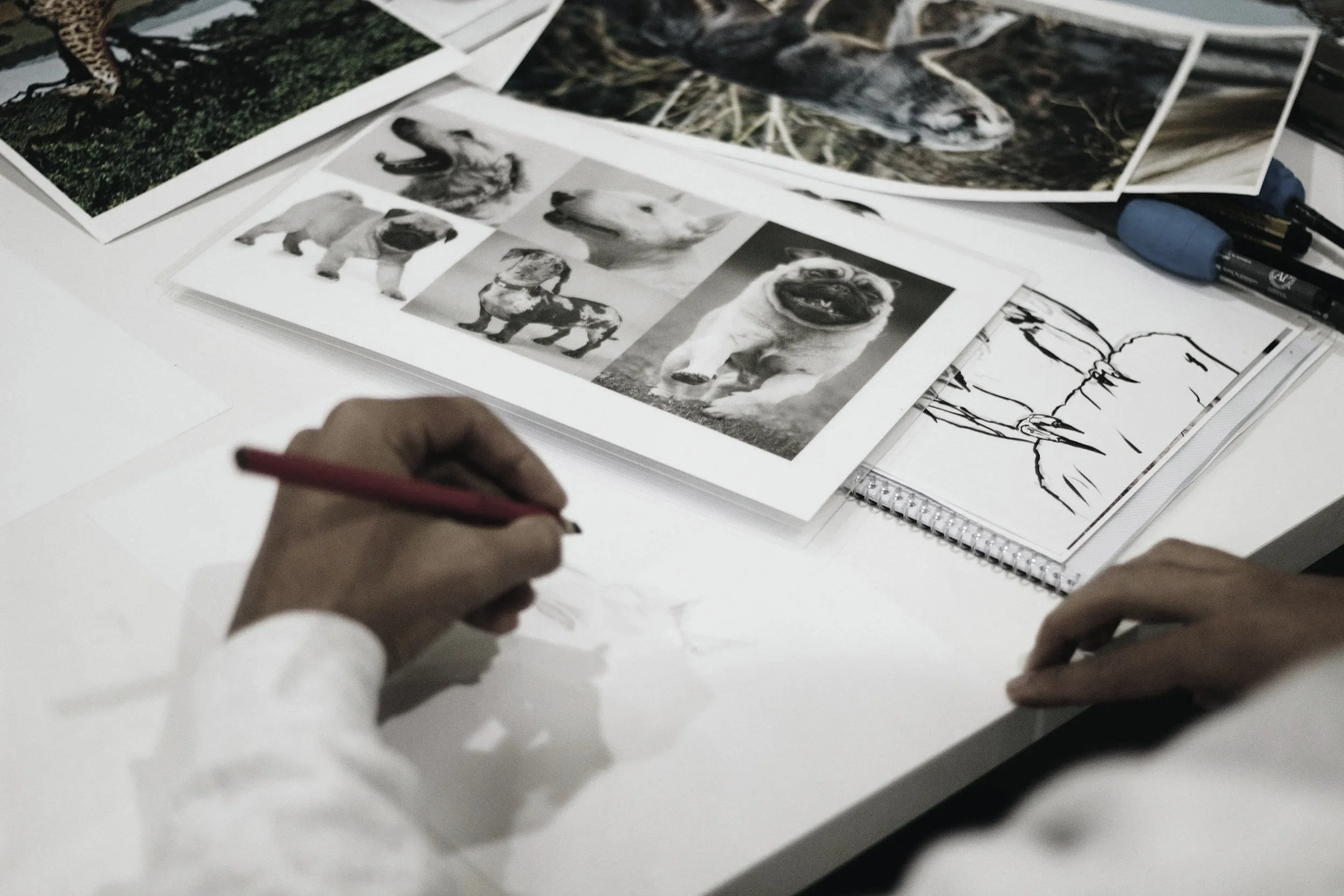 Person sketching dog and puppy training plans