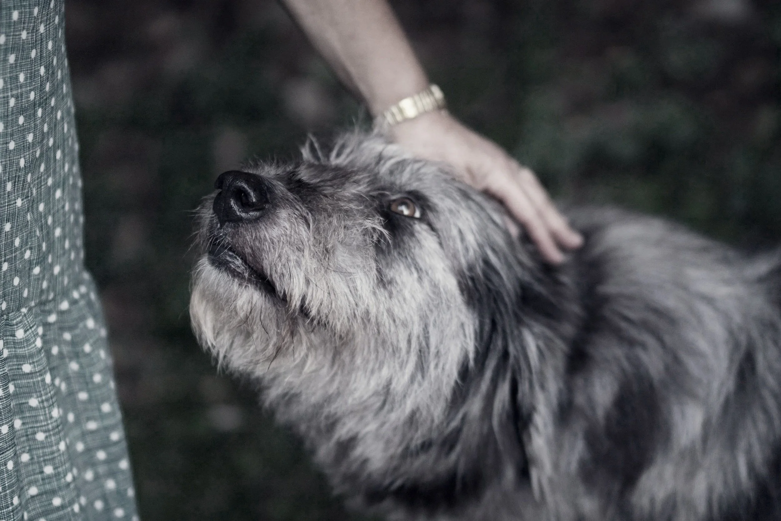 A person petting a gray, shaggy dog with light eyes, in their garden after dog training in Richmondn a dark background.
