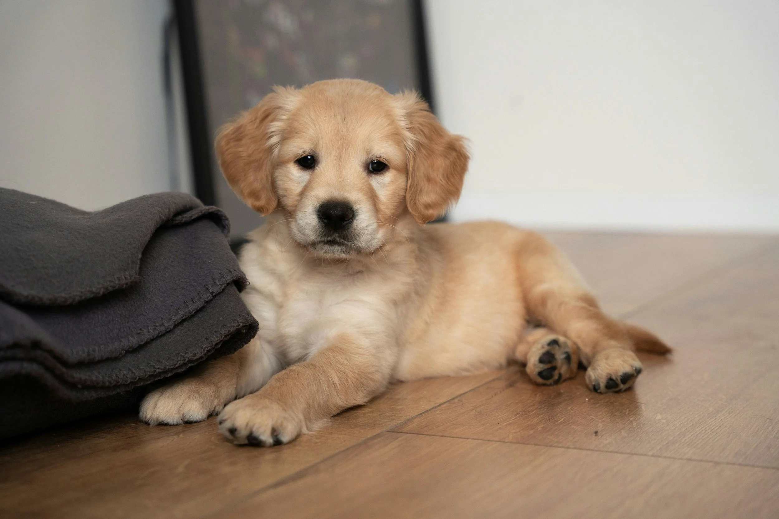 A puppy sitting in a cozy dog bed during puppy training Kew