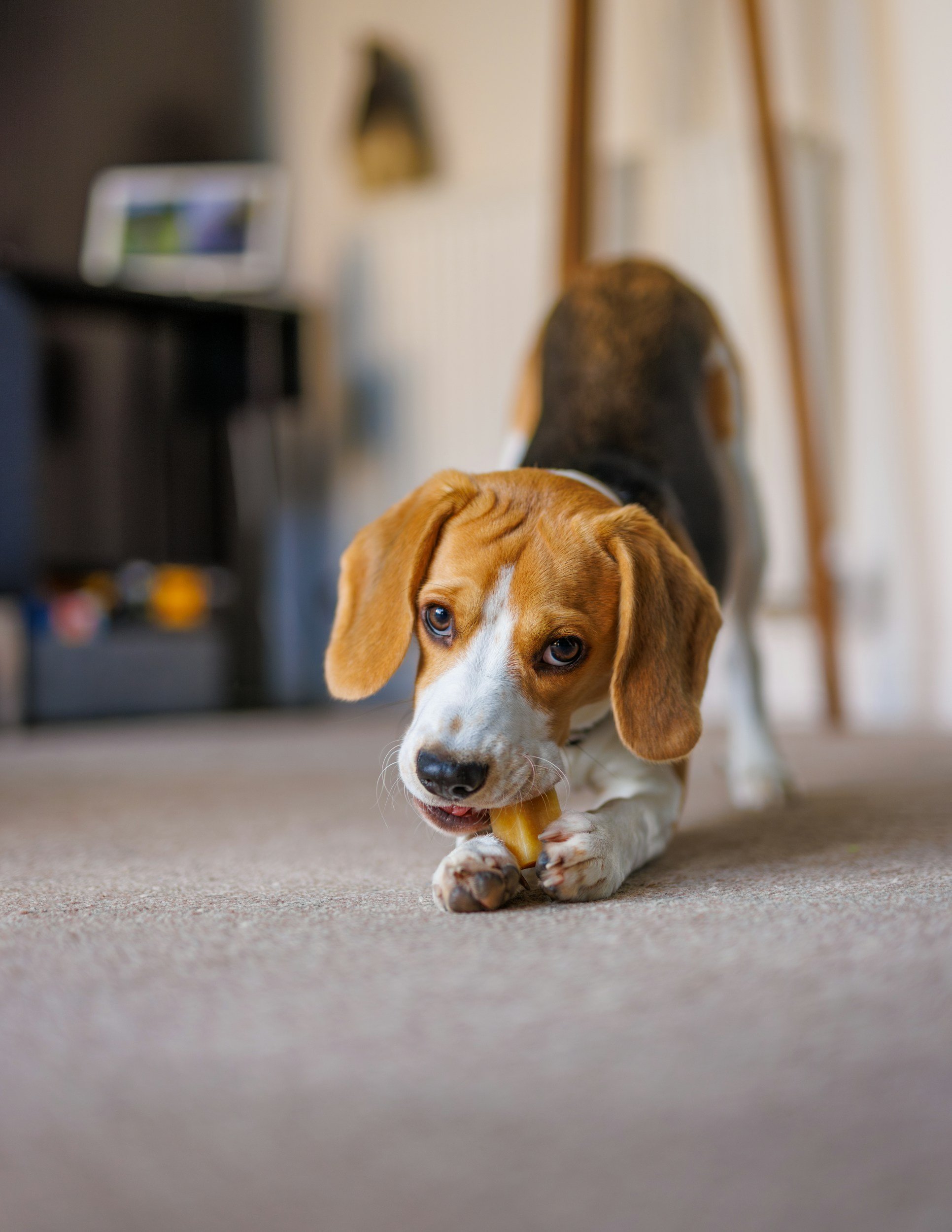 A beagle being taught calm chewing in  Teddington london