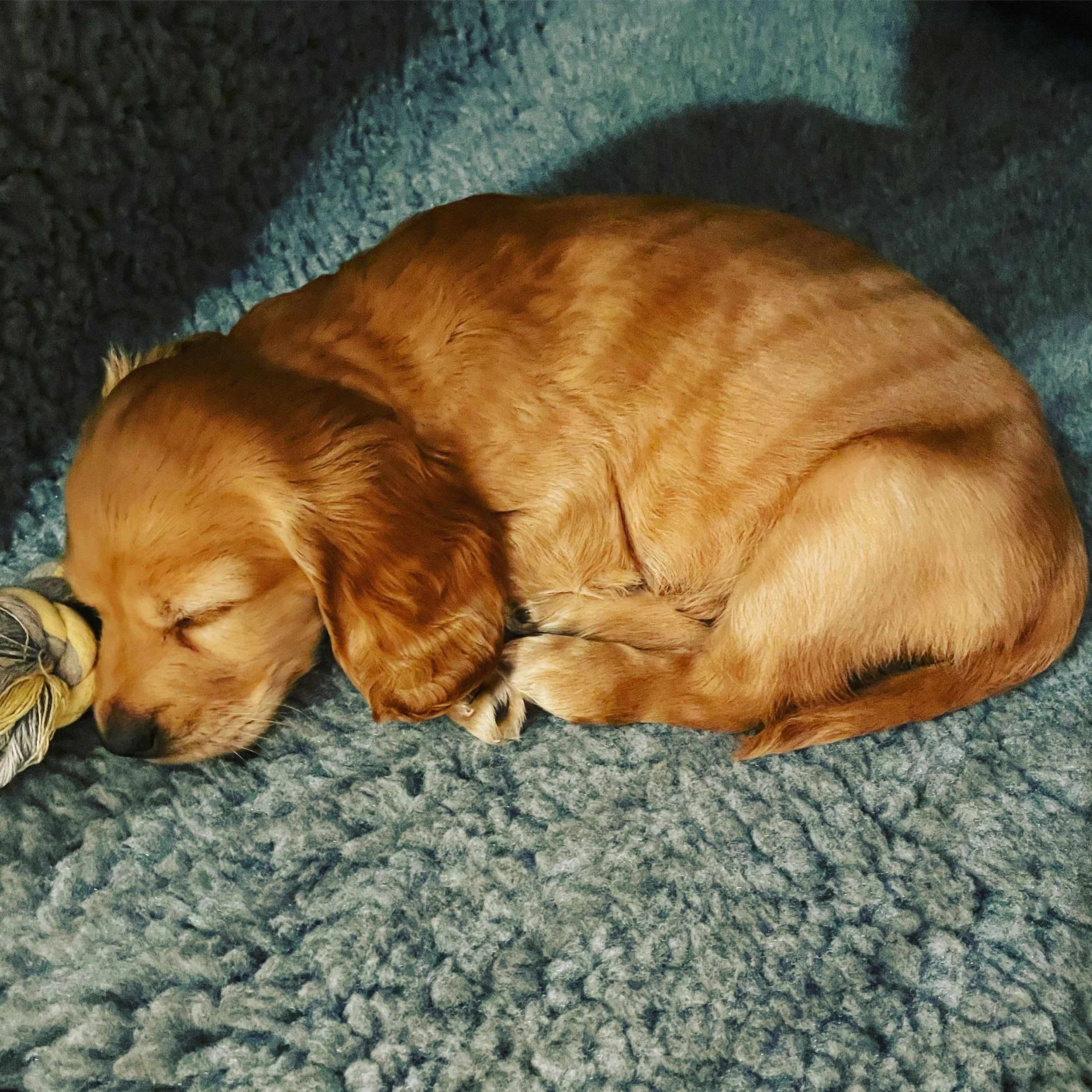 How to Get Your Puppy to Sleep Through the Night
