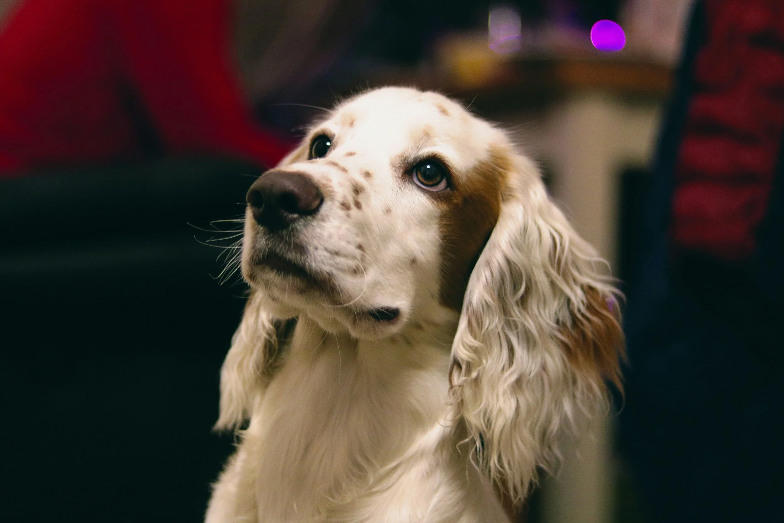 Why Your Dog Isn’t Listening | Dog Training in Richmond &amp; Teddington