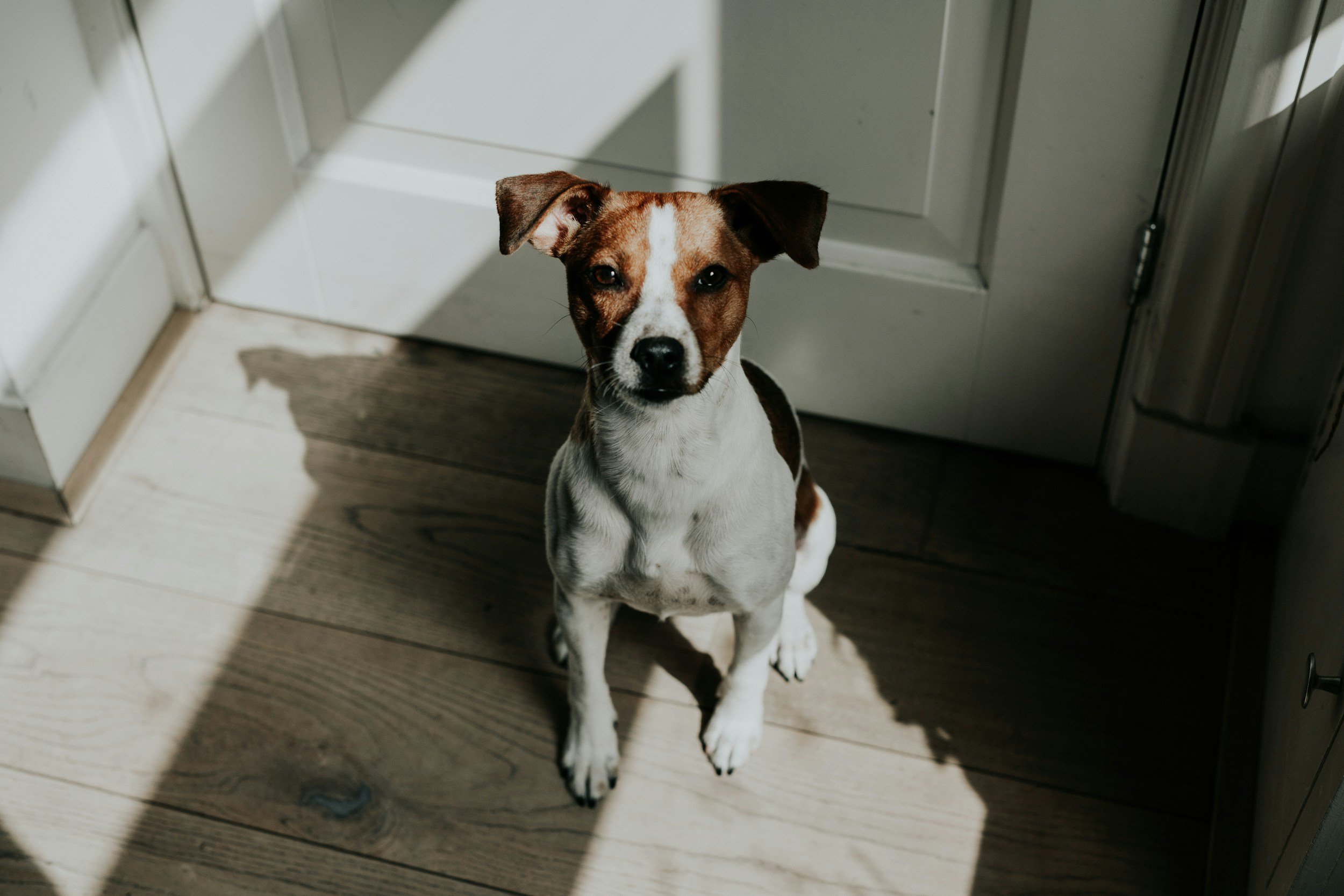 What Actually Happens in a 1 to 1 Dog Training Session