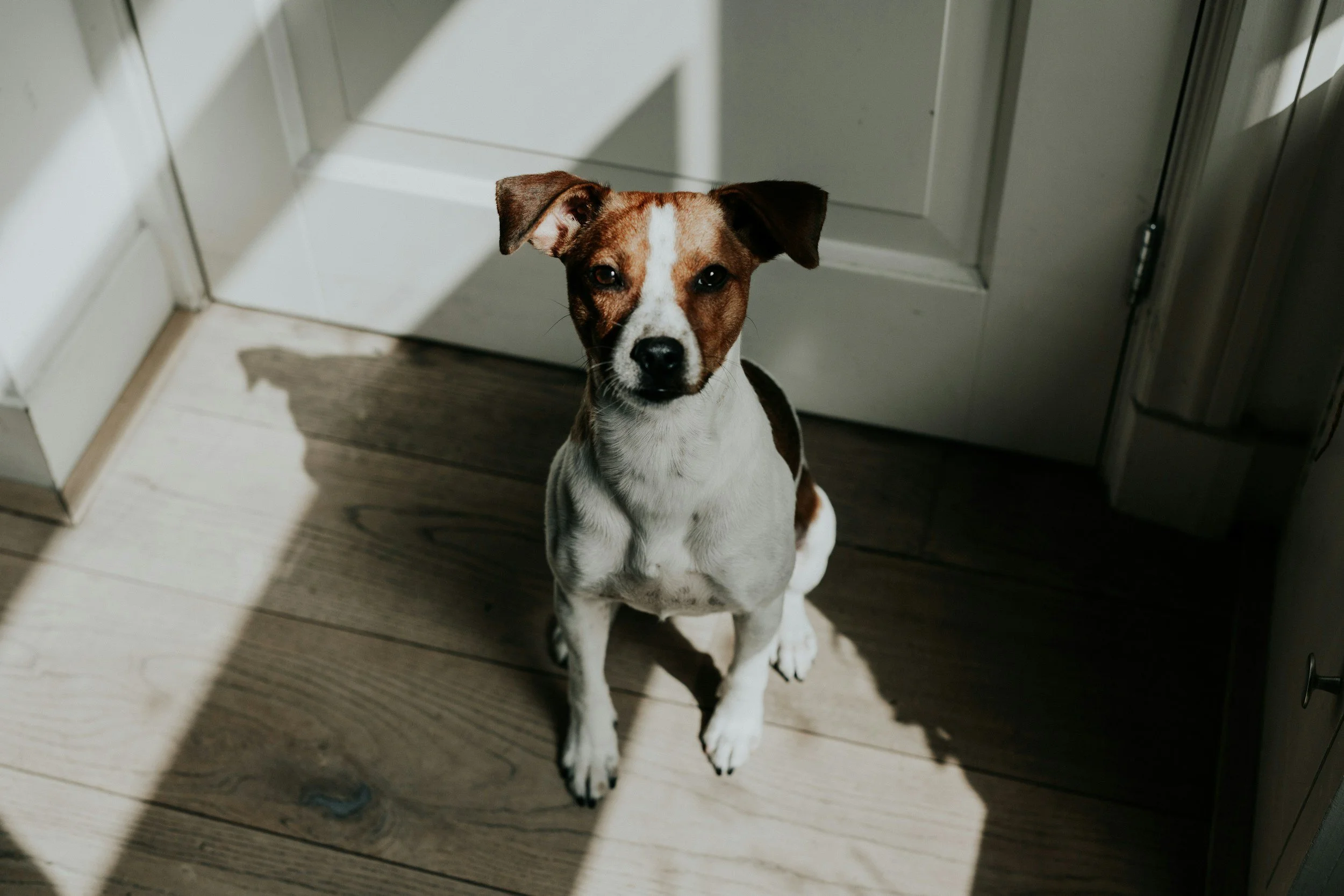 Dog at the door on a one to one training session teddington richmond