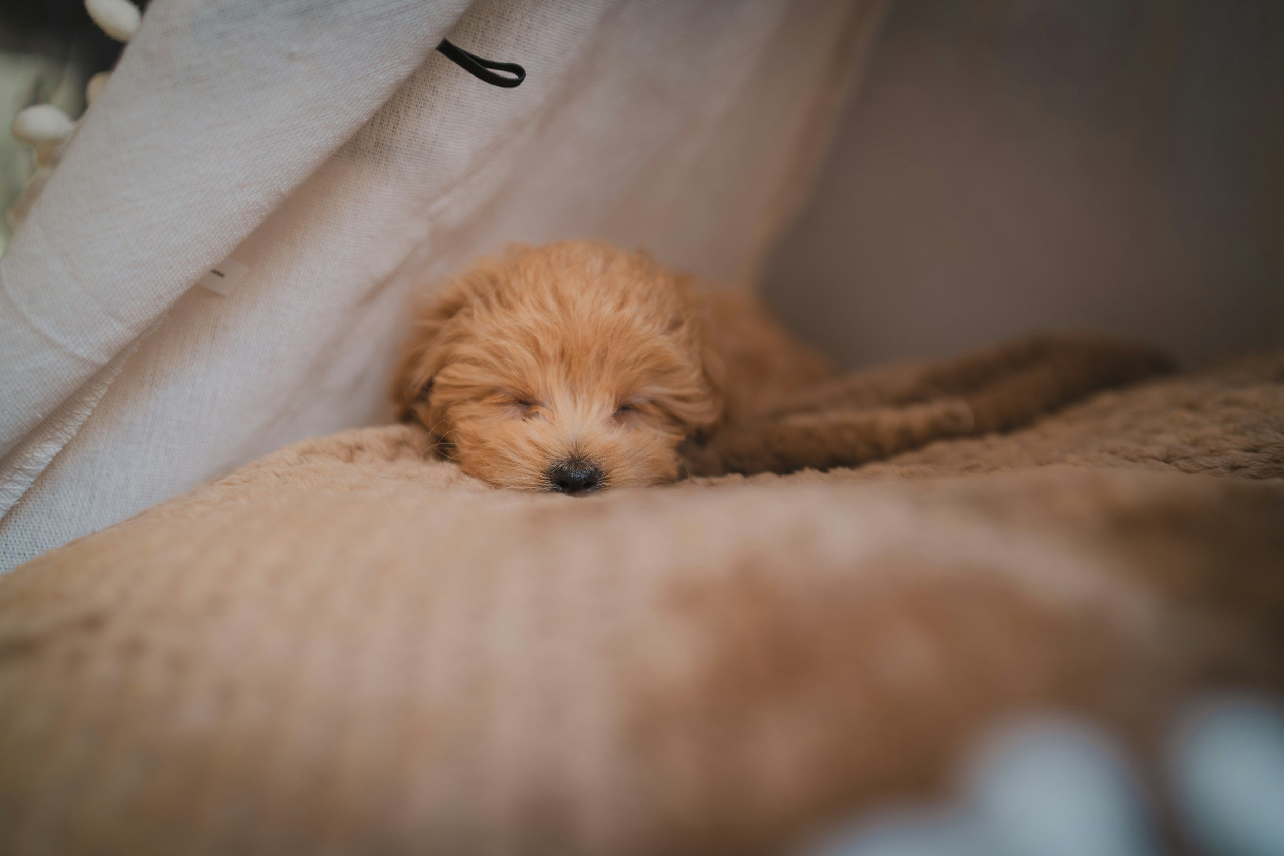 What To Do When Your Puppy Won’t Settle in the Evening