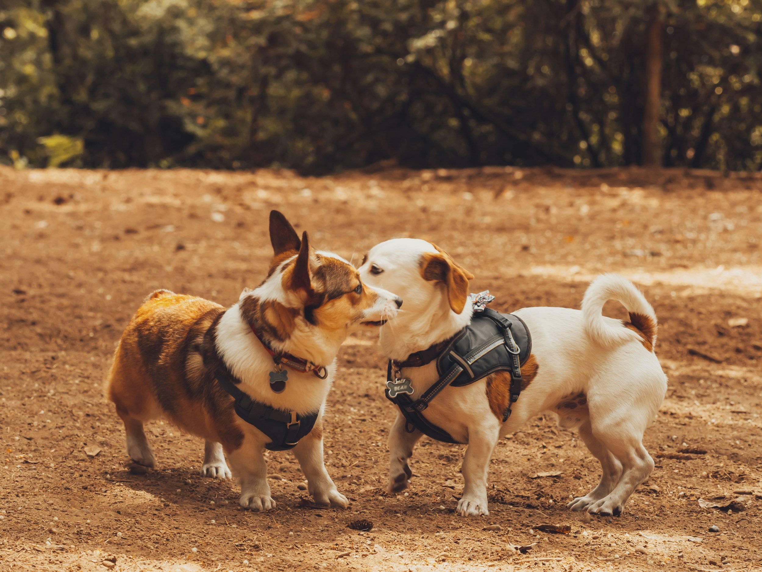 Dog becoming excited while looking at another dog during a walk