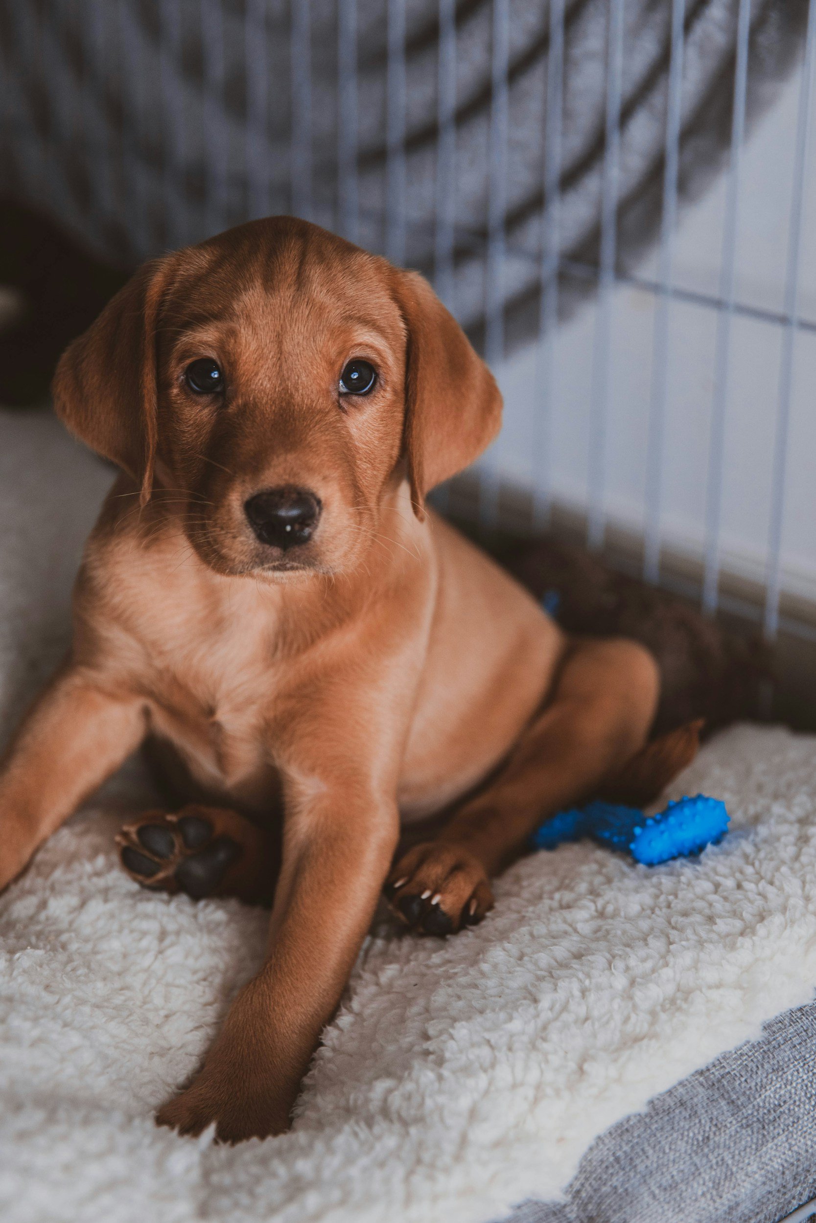 Puppy resting calmly inside a comfortable crate at home