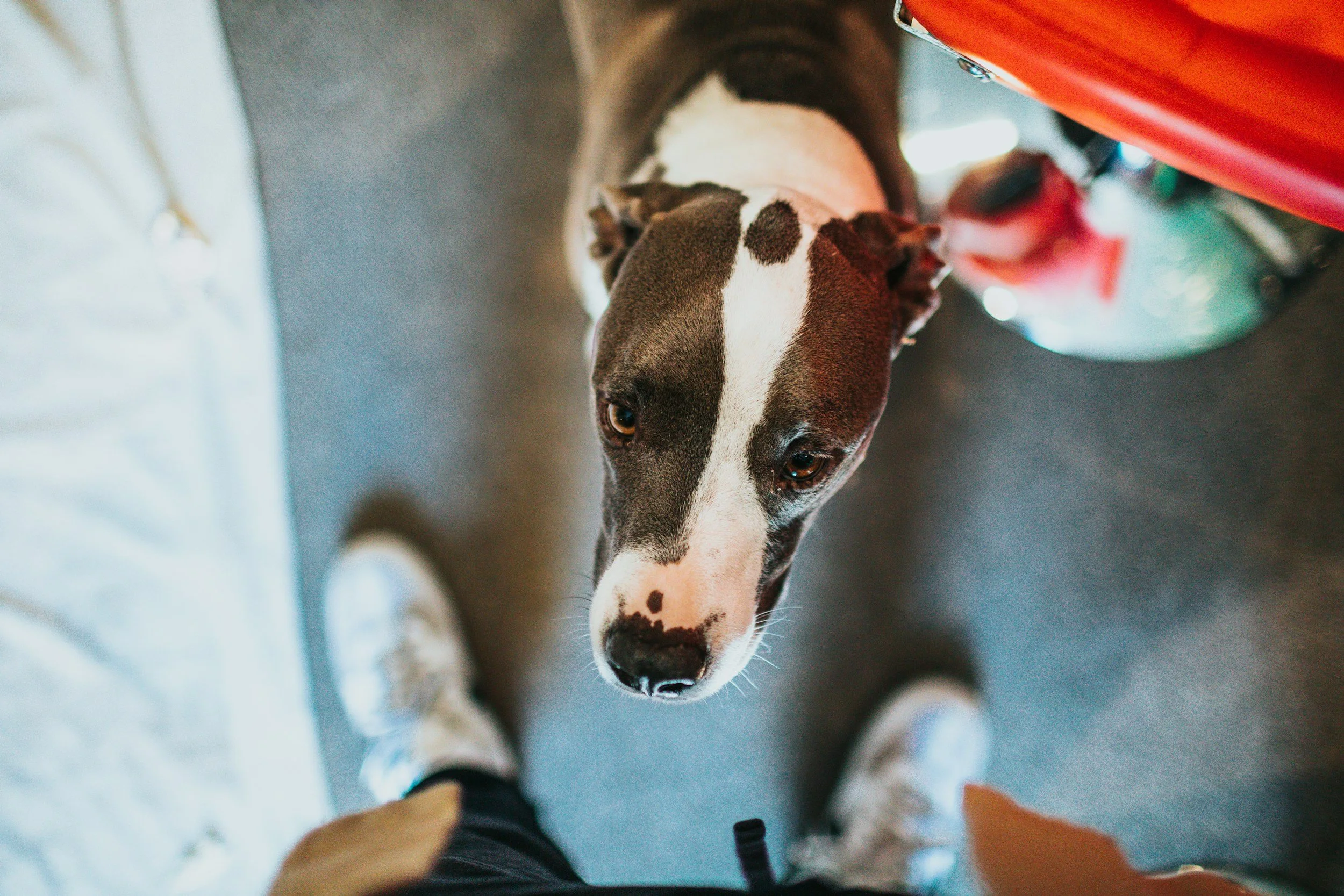 Dog following its owner through the house and watching them closely