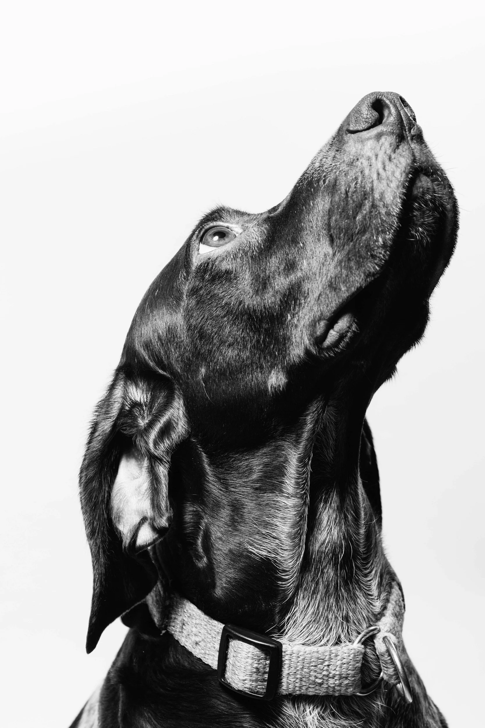 Clicker vs Whistle Training: Which Is Best for Your Dog?