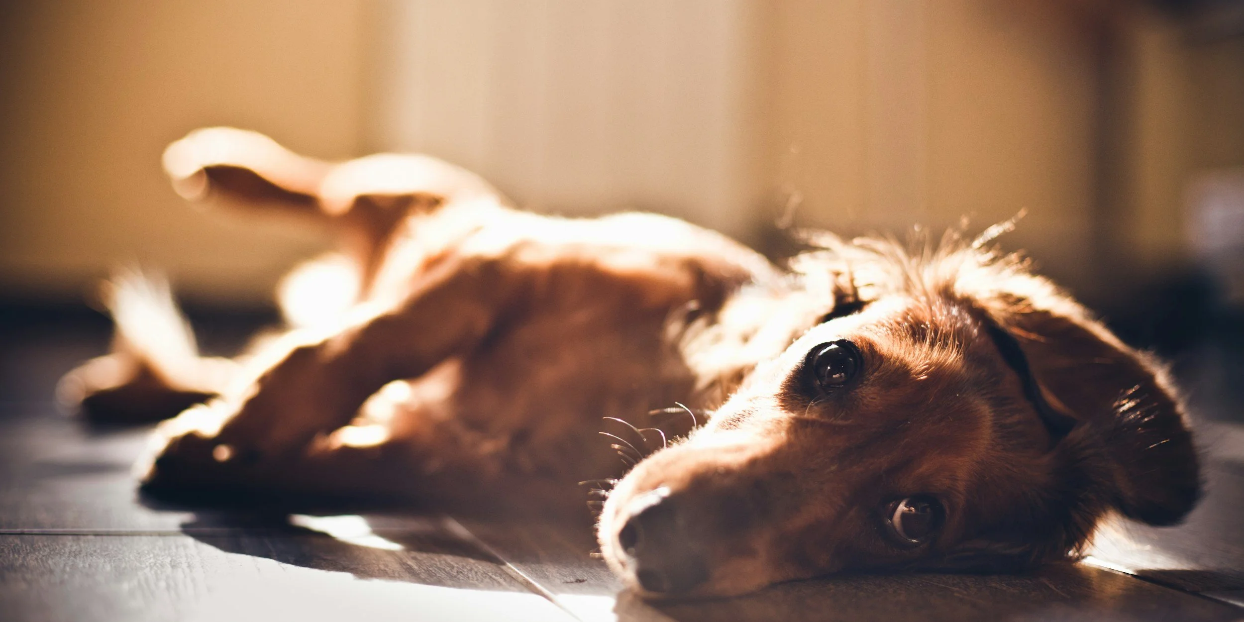 Dog in the heat