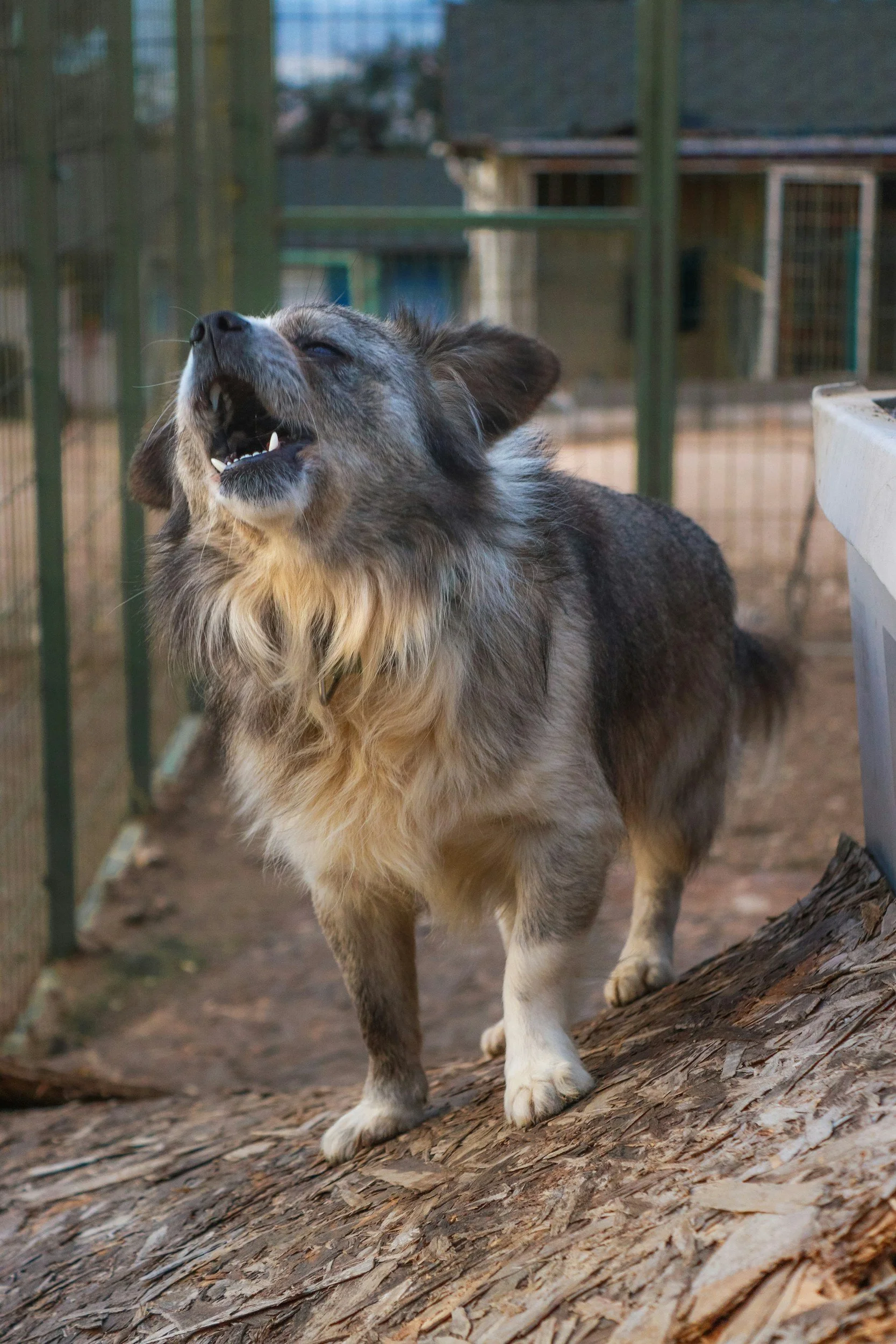 Why Your Dog May Be Barking at What Seems Like Everything