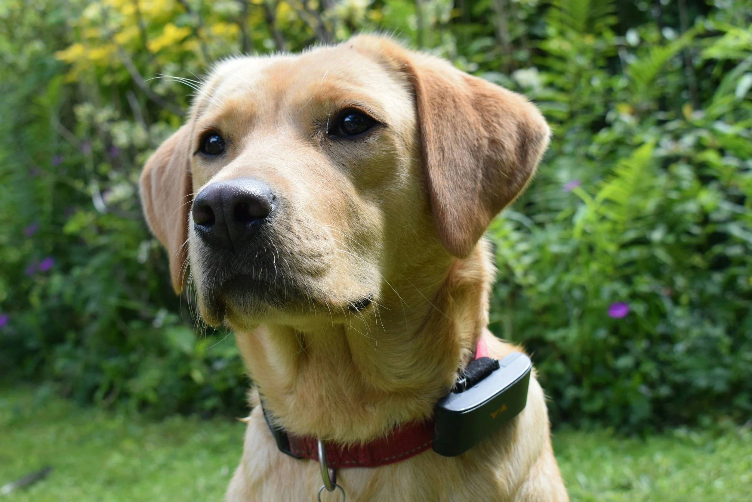 Apple AirTag vs GPS Dog Tracker: Which Is Best for Dogs?