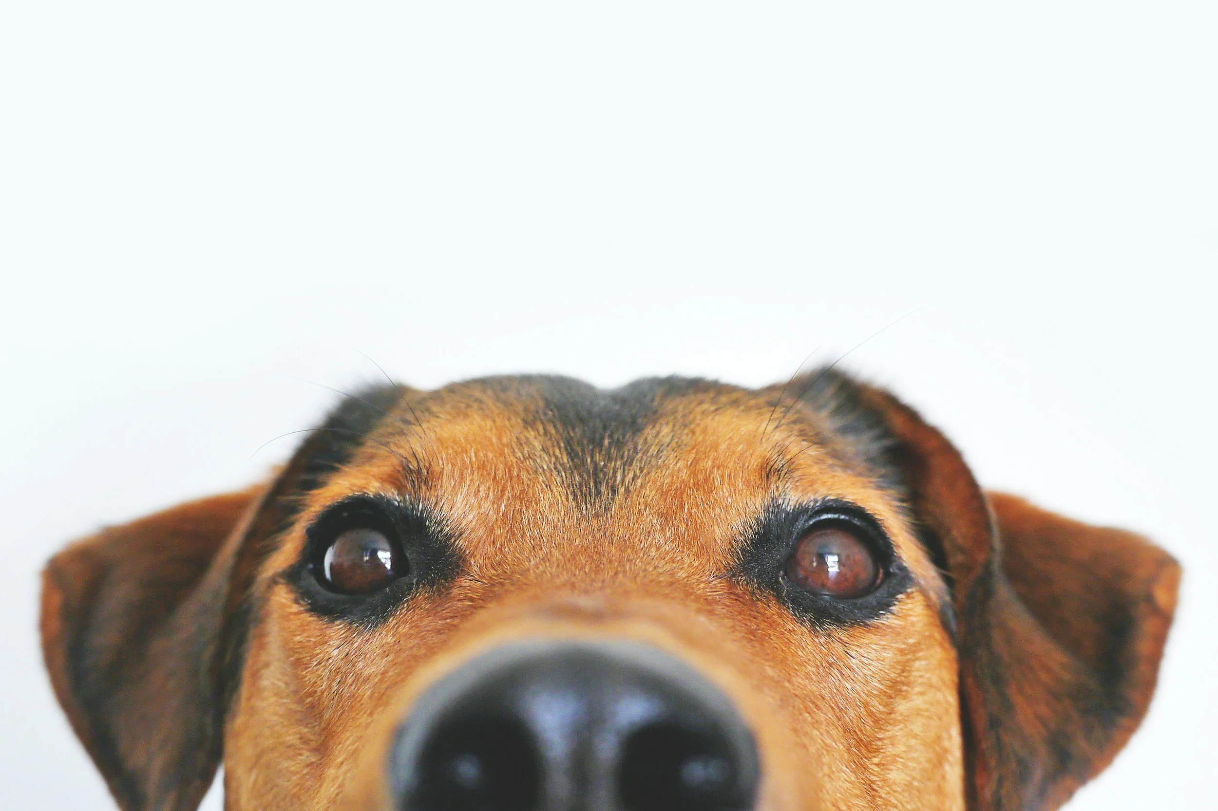 Dog practising eye contact and recall during a step-by-step training session dog training teddington.jpg