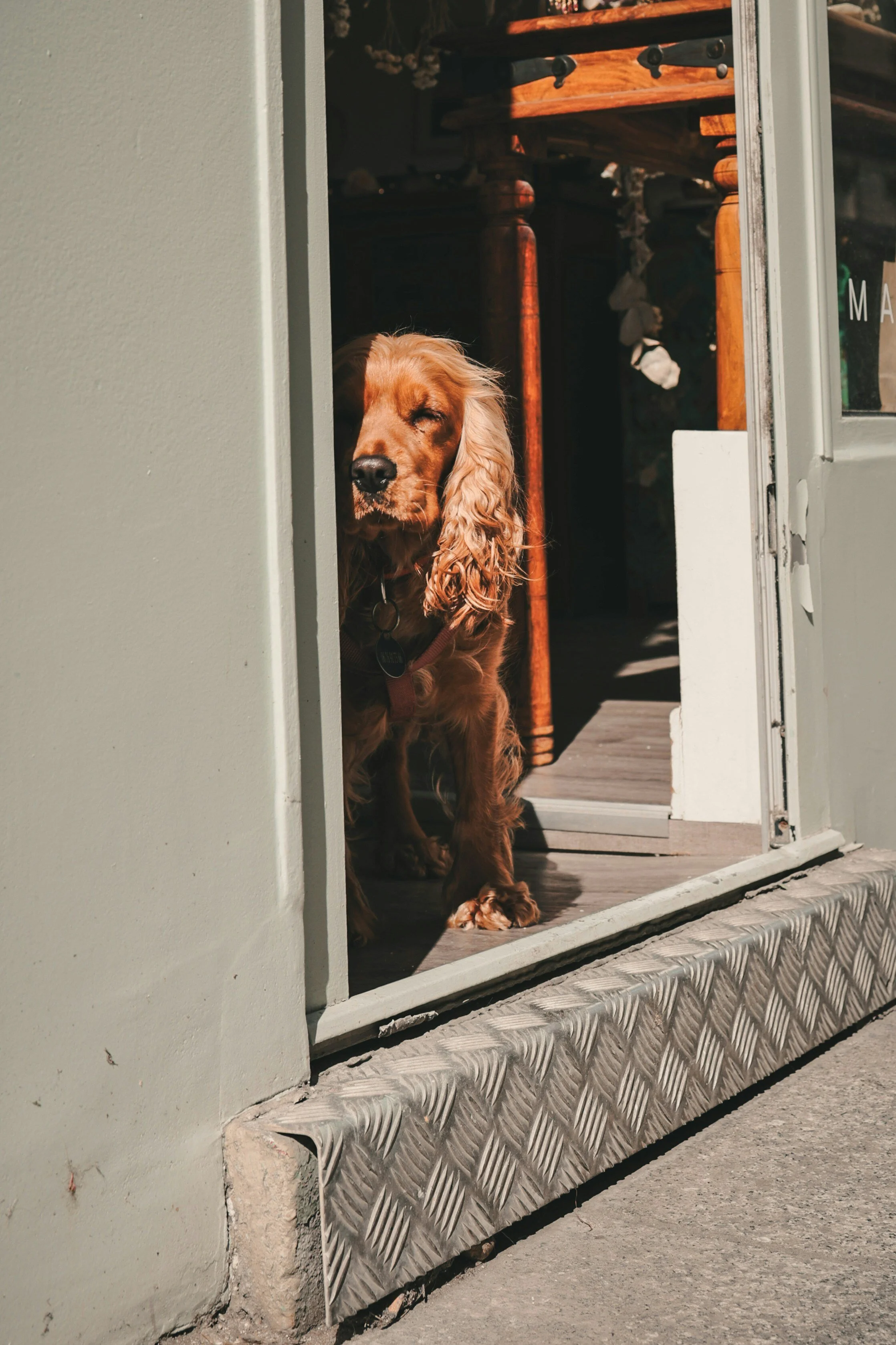 How to Help Your Dog Stay Calm When Visitors Arrive