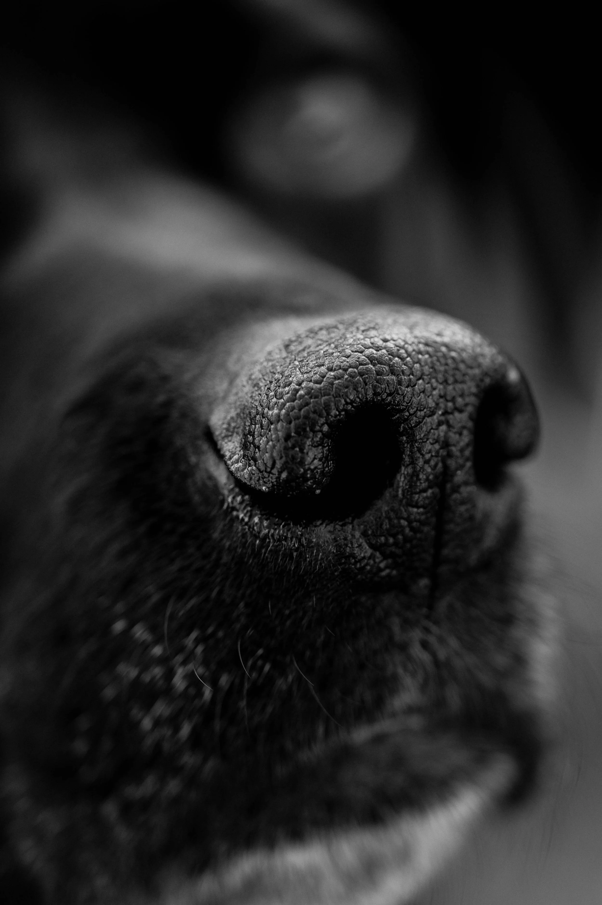 Why Sniff Breaks Can Make Your Dog Walk Easier