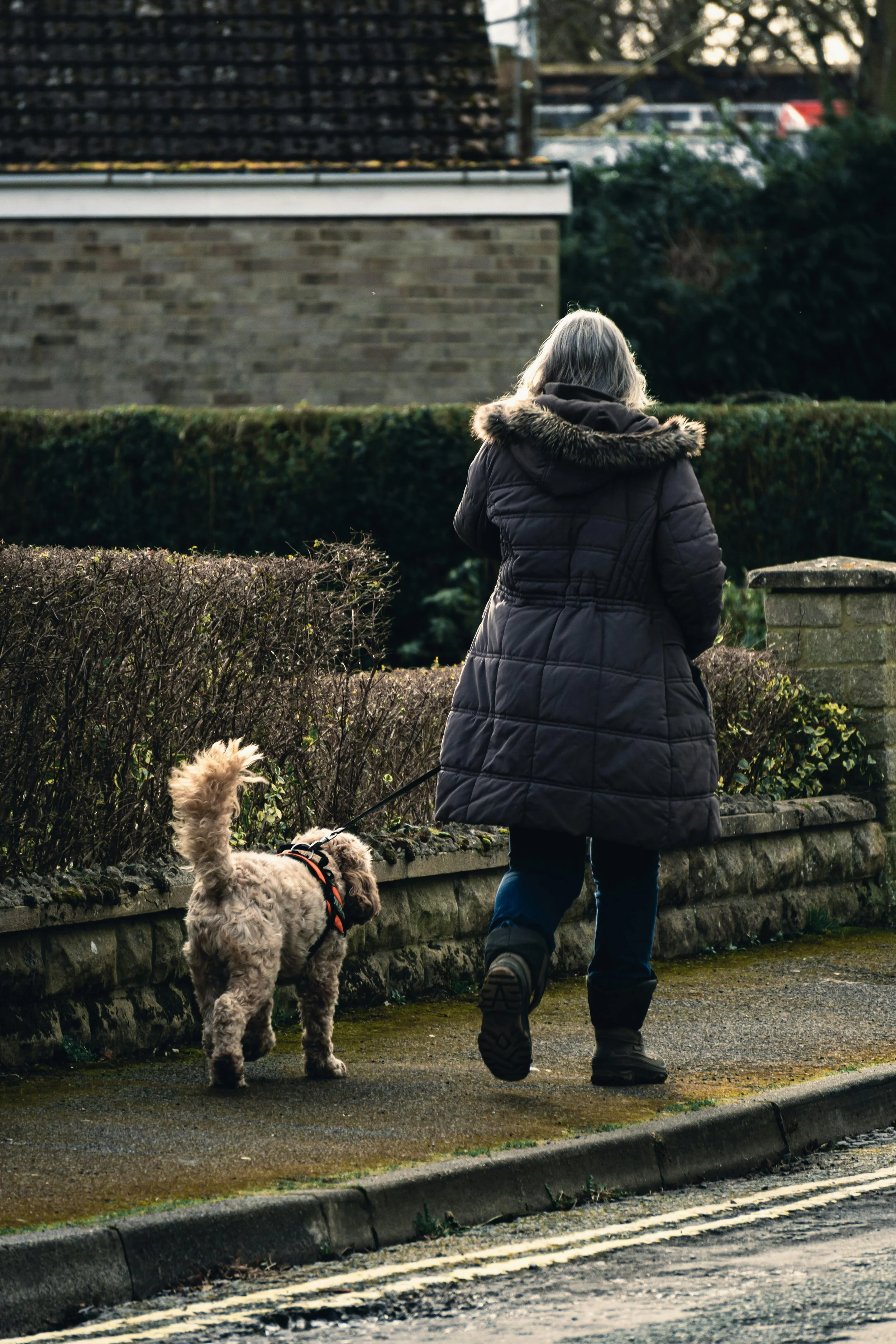 How to Help a Dog Feel Safer Near Traffic