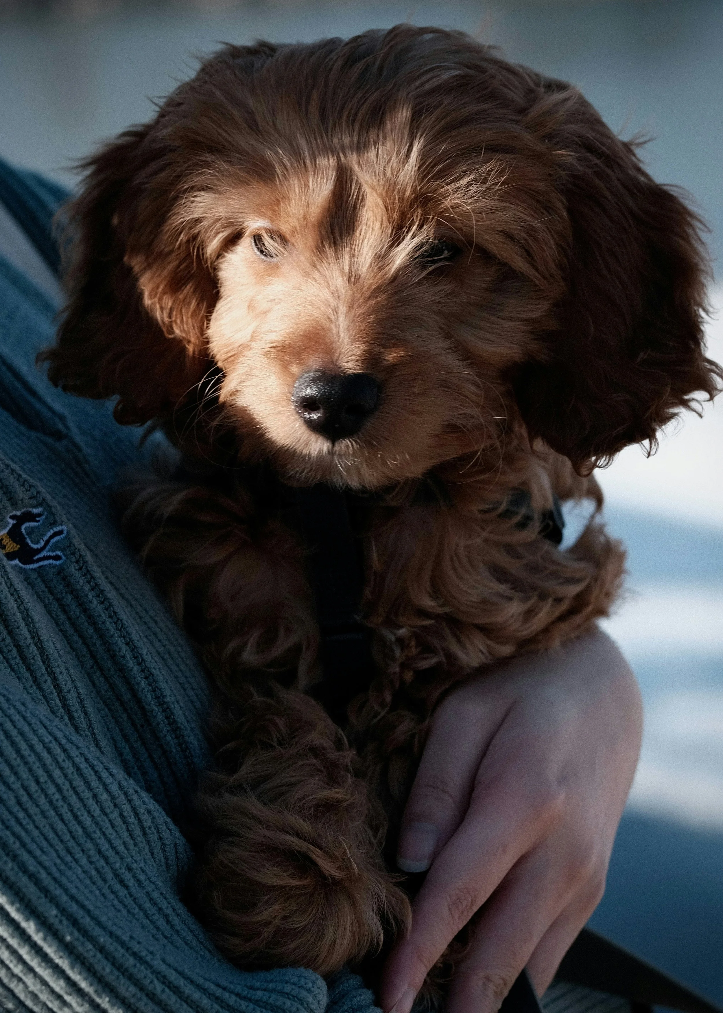 A fluffy brown puppy being held gently by a person