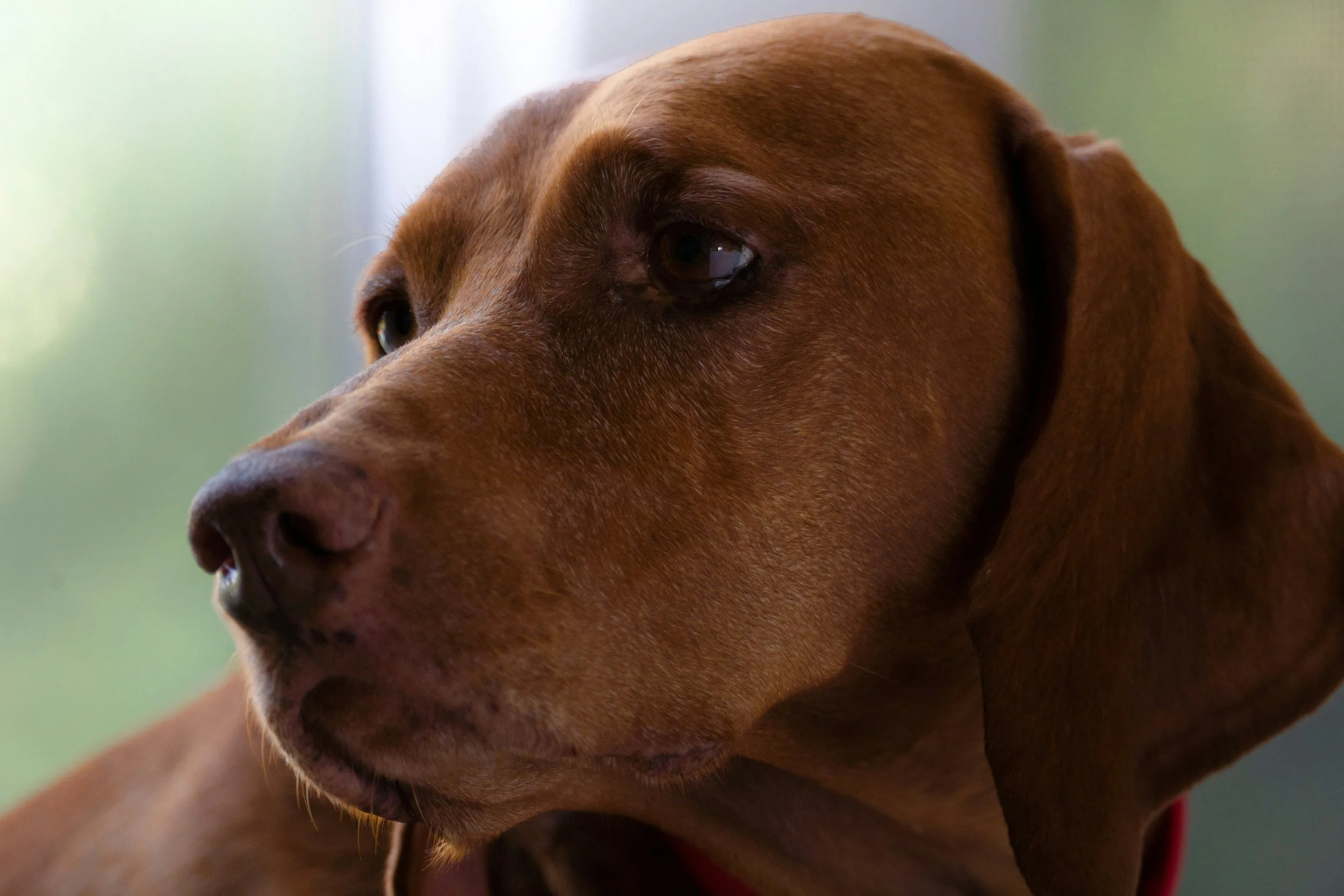 Close-up of a brown dog turning its head and looking away