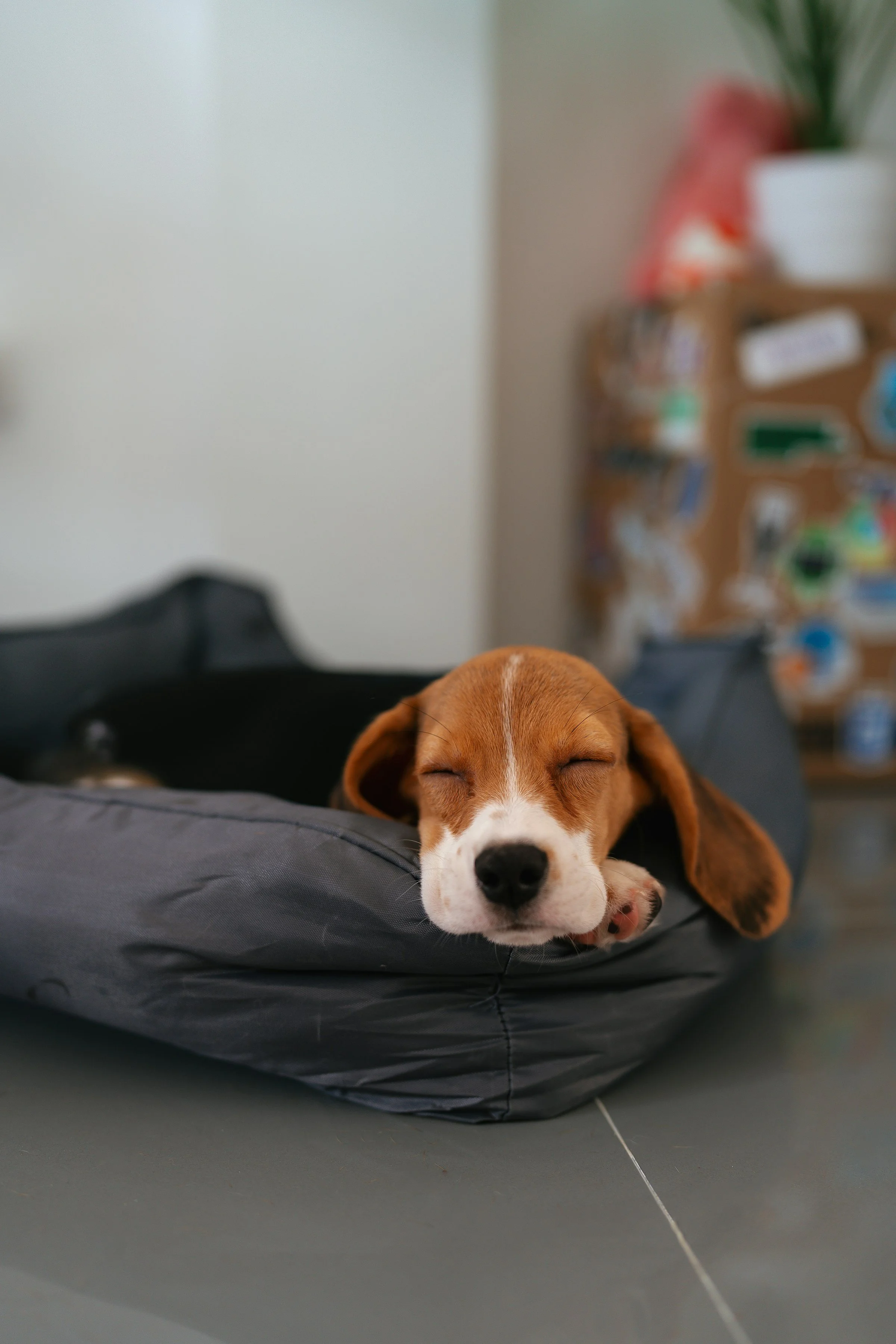 Young beagle puppy sleeping comfortably in a soft dog bed