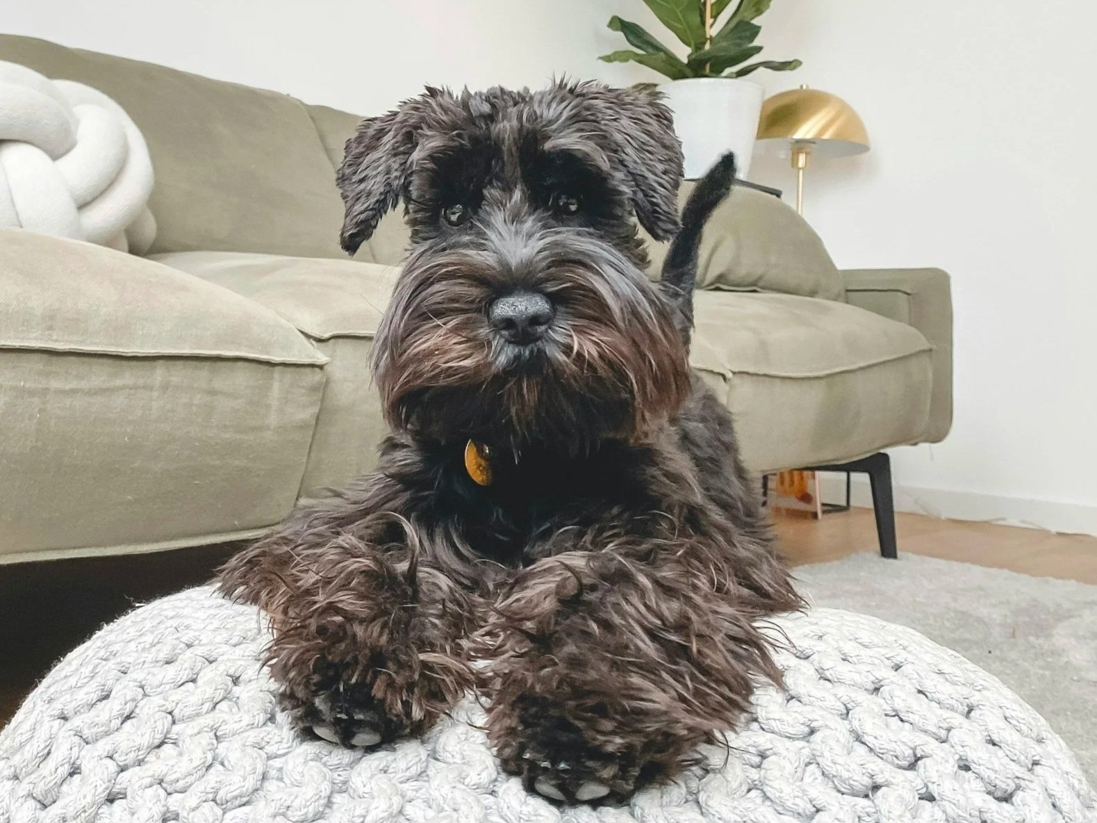 Dog being trained in their front room Richmond