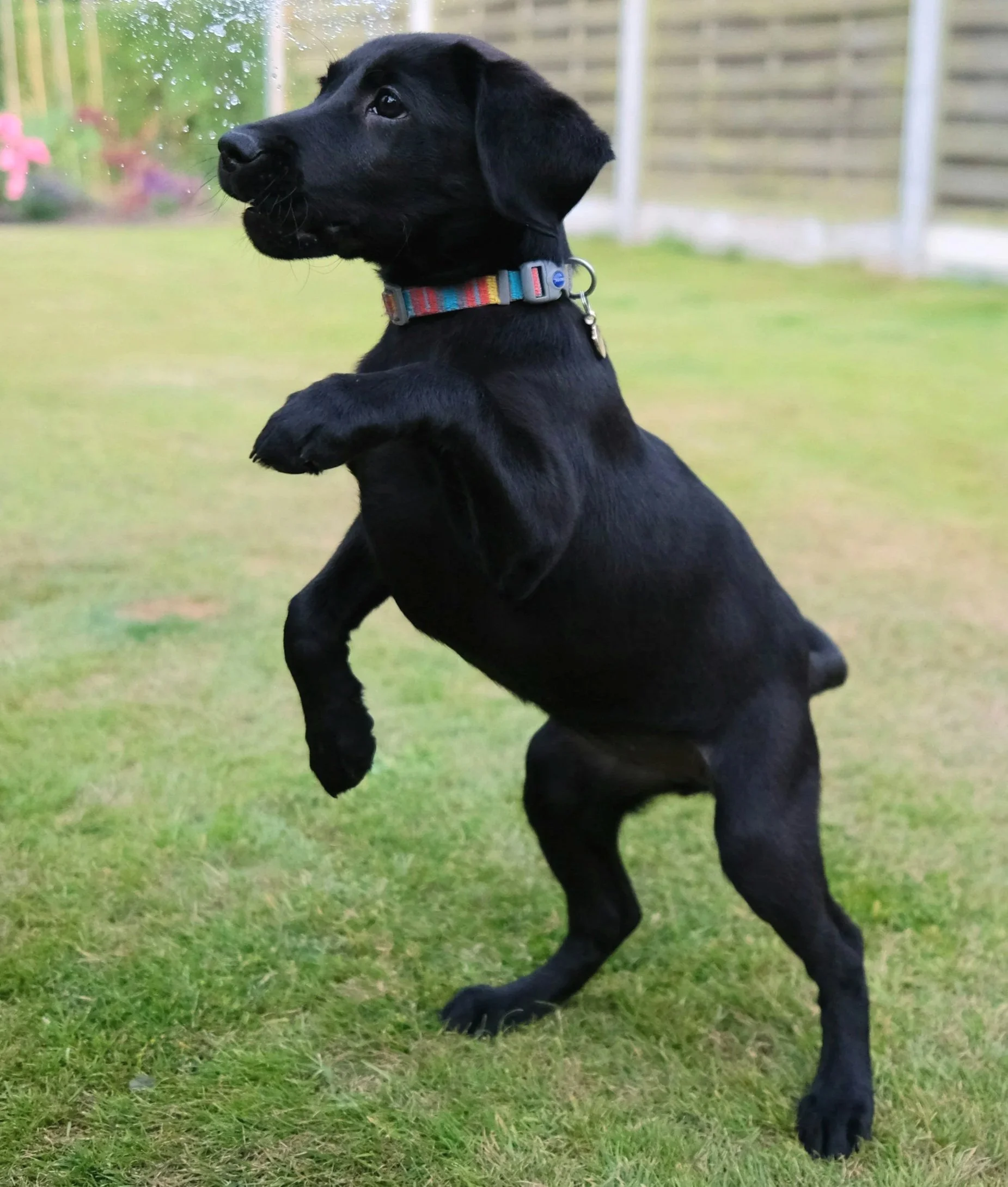 How to Stop Your Puppy Jumping Up on People