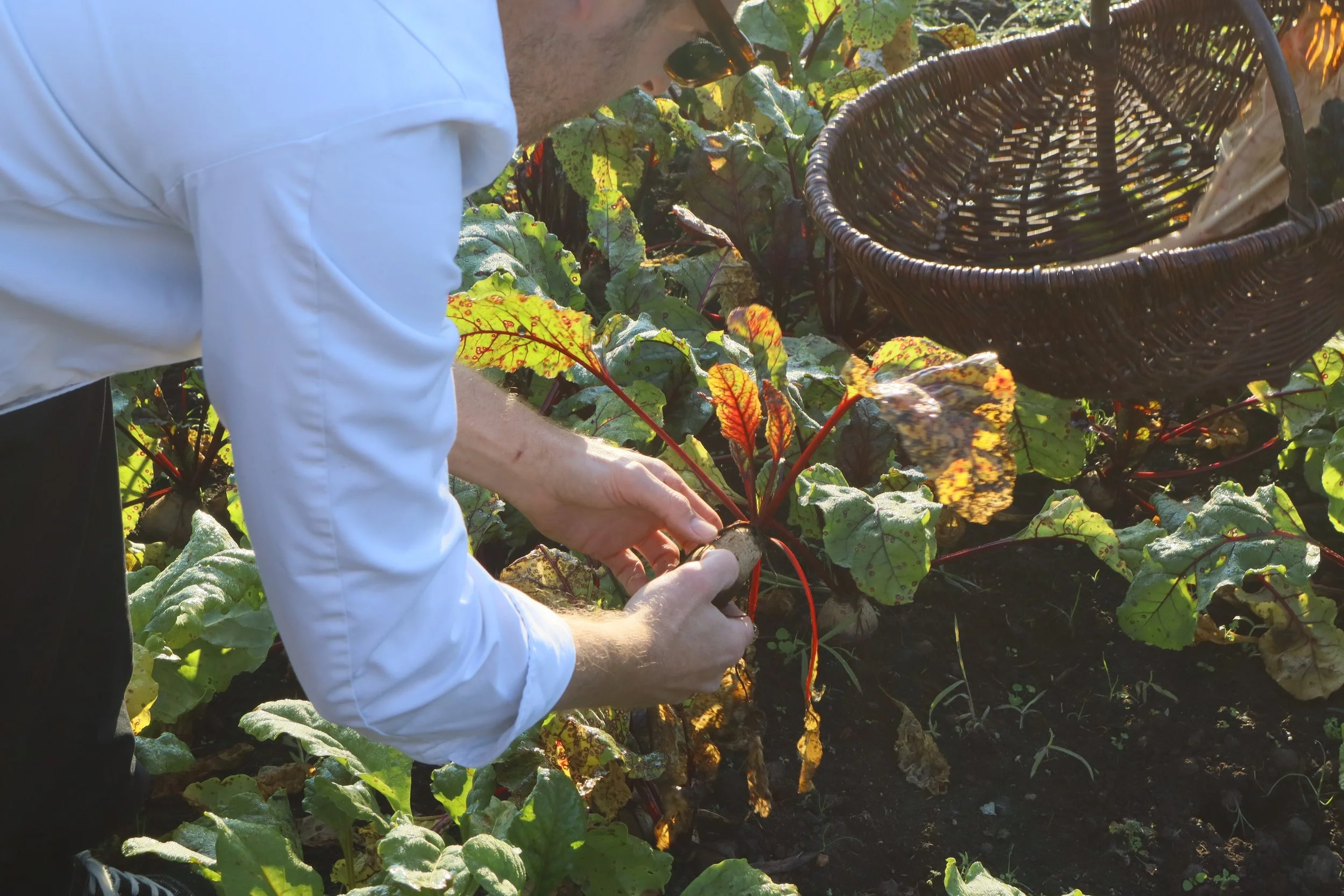 A person harvesting a beetroot in a garden with a basket nearby, surrounded by leafy green plants.