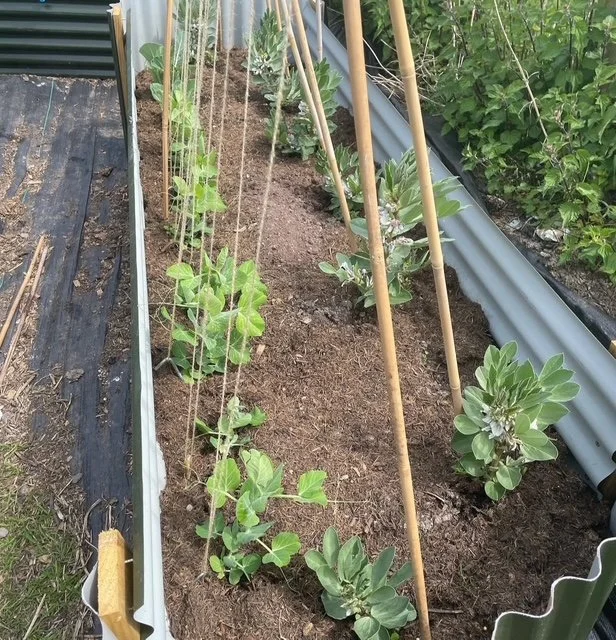Garden bed with seedlings and support stakes for climbing plants, surrounded by green foliage.