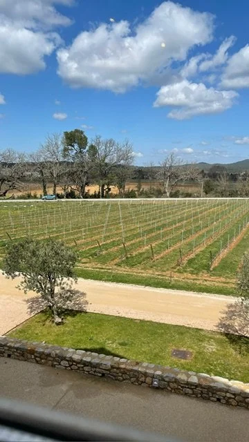 Vineyard with rows of grapevines, a small tree, and a dirt road in foreground. Blue sky with scattered white clouds.
