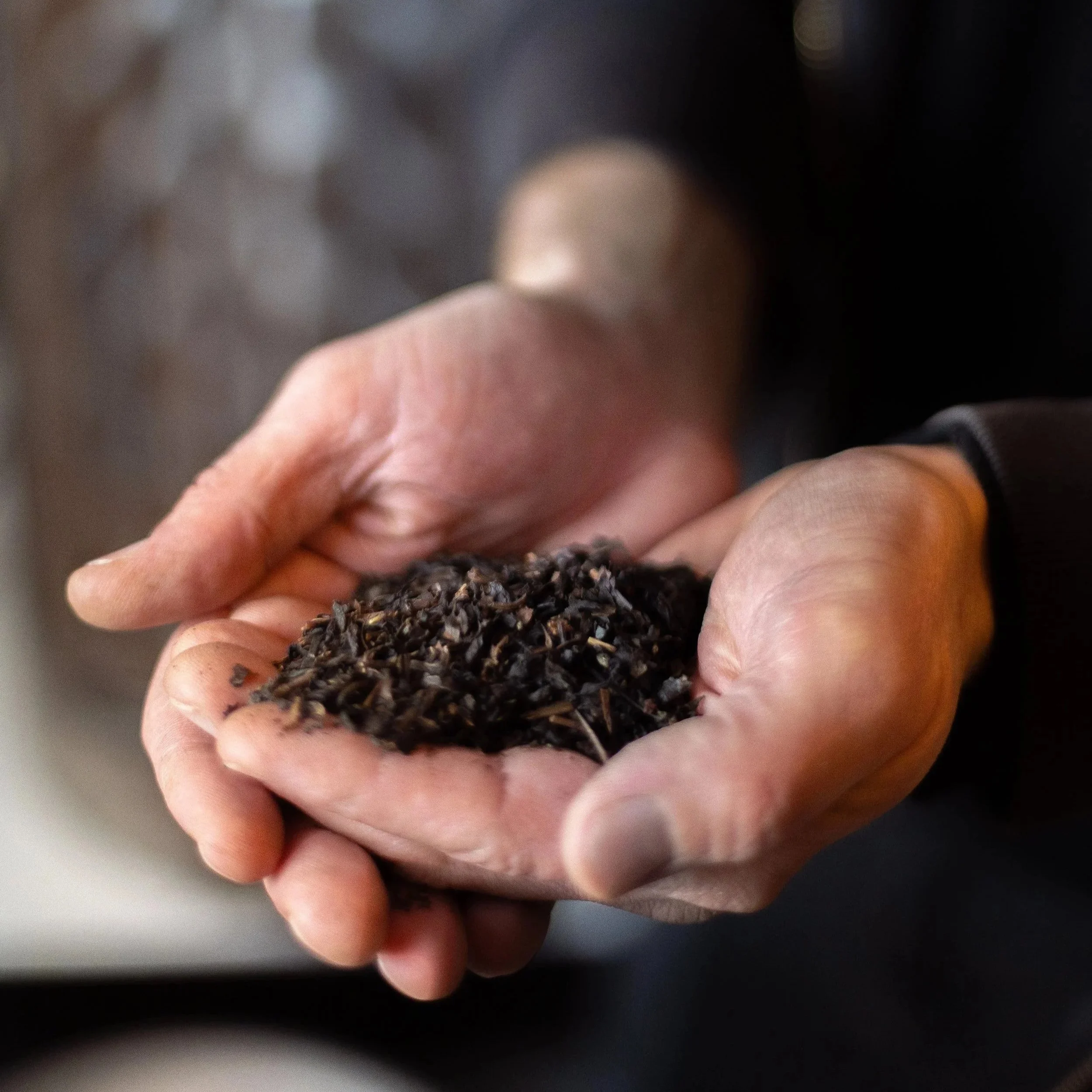 A person's hands holding a small amount of loose black tea leaves.