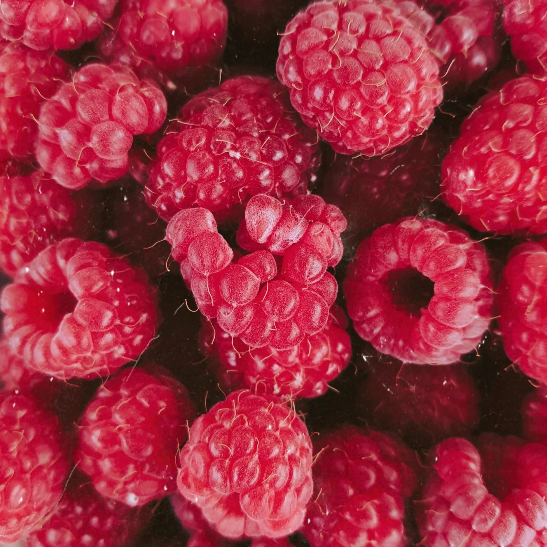 Close-up of fresh red raspberries.