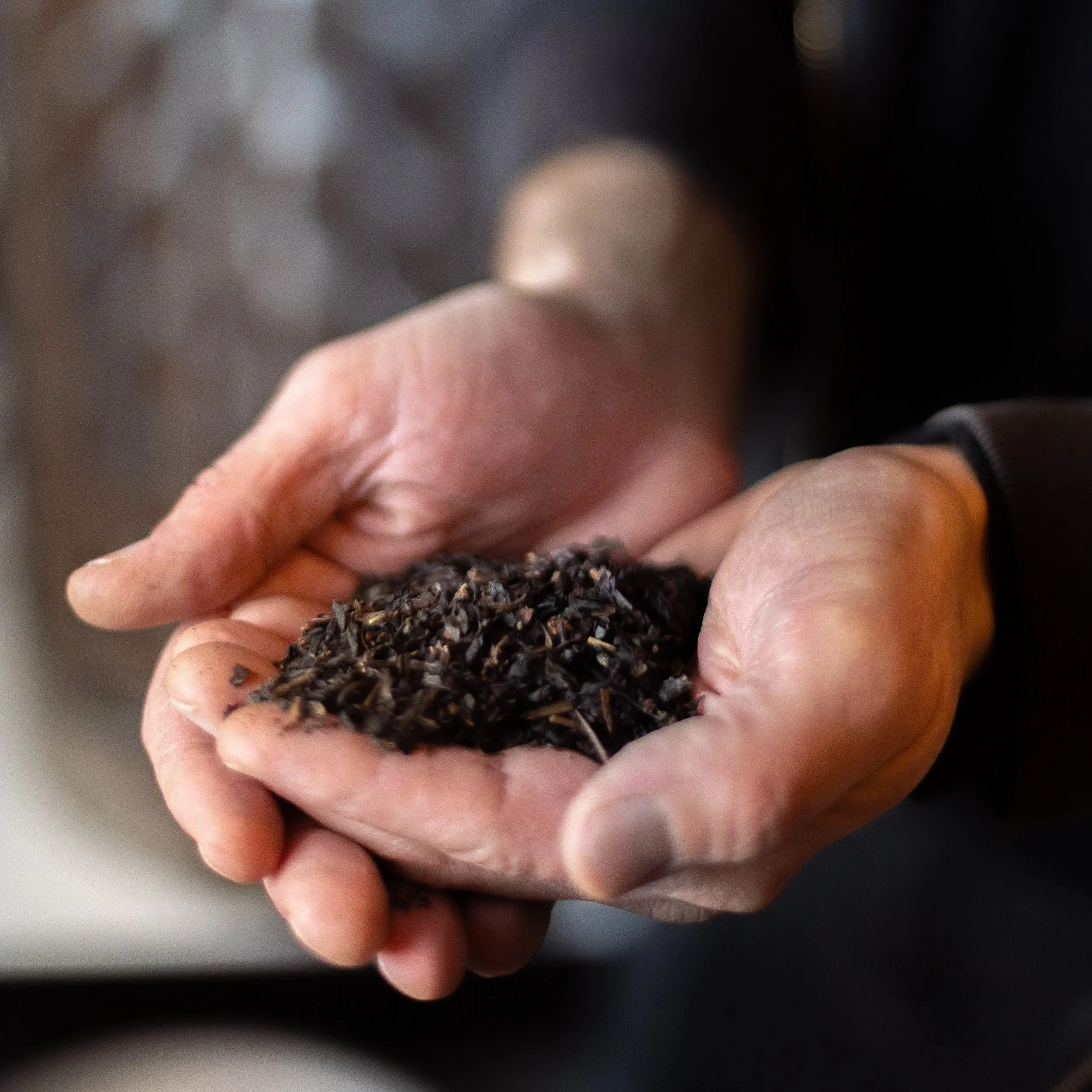 Close-up of a person's hands holding a small pile of loose black tea leaves.