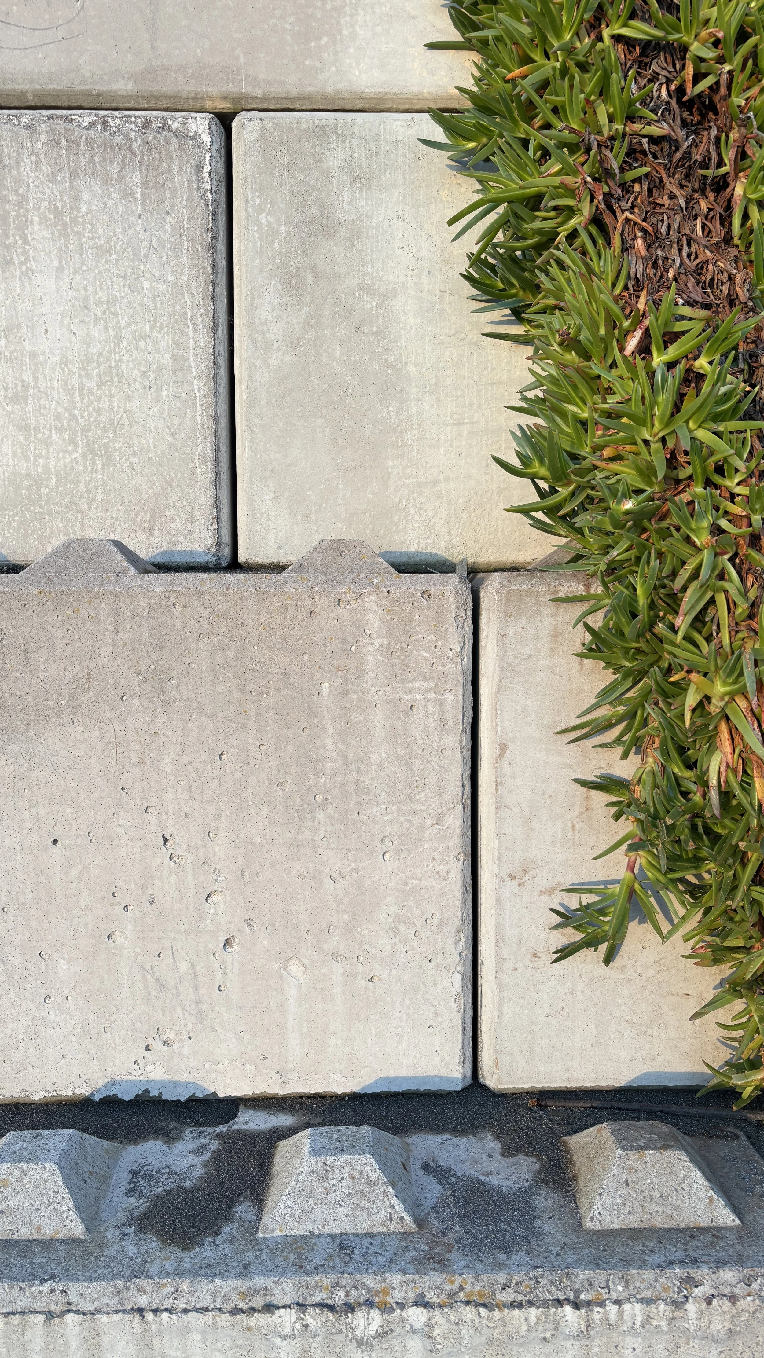 Close-up of a concrete wall with a row of green, pointed-leaf plants growing along the right side, and a textured concrete base with small geometric projections at the bottom.