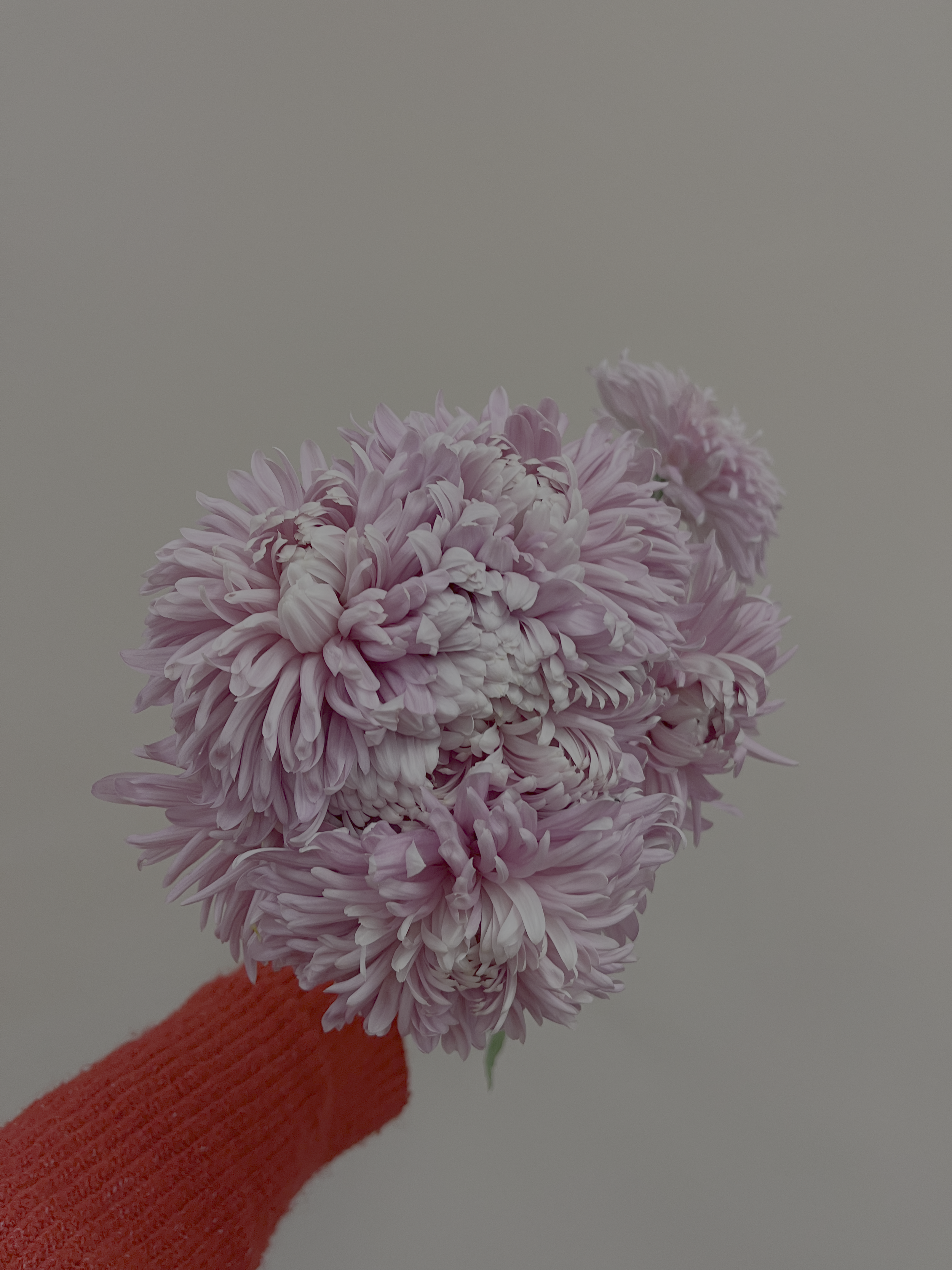 A hand wearing a red sleeve holds a large bouquet of pink chrysanthemums against a plain background.