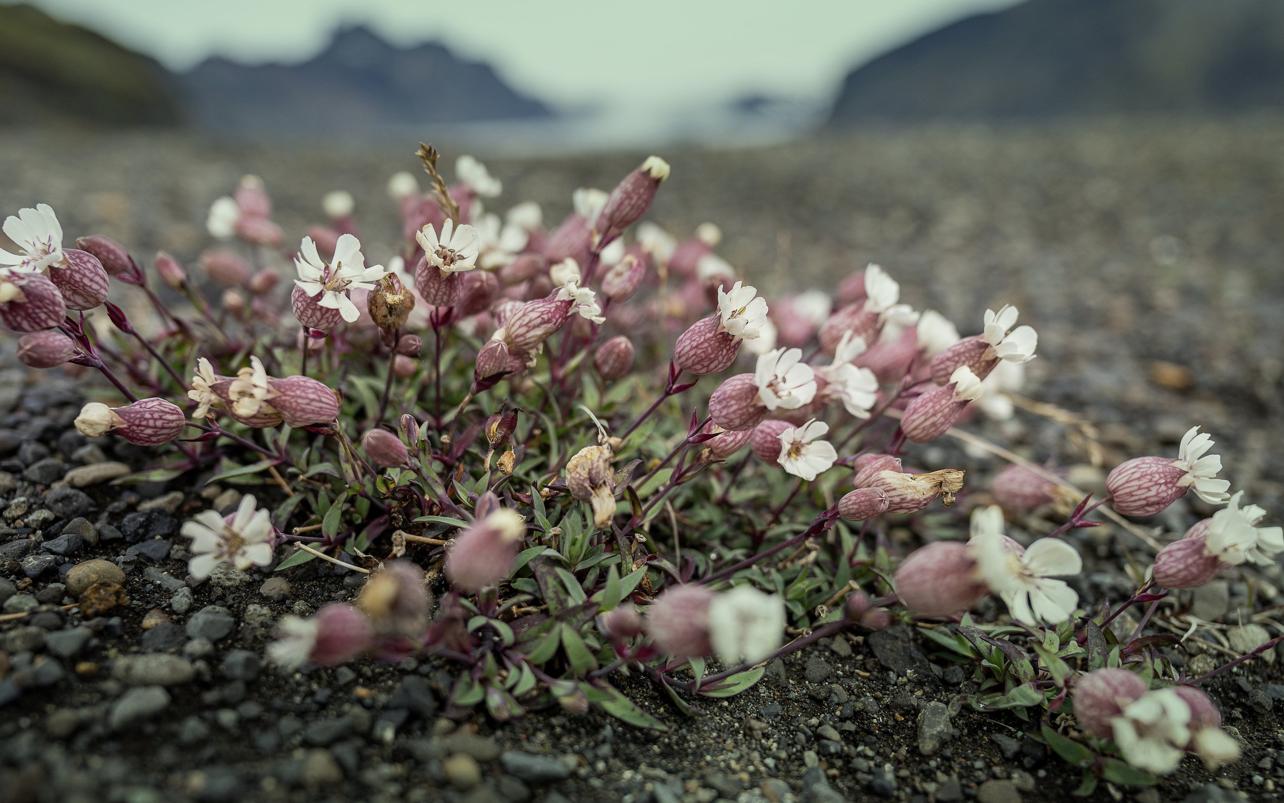 Blóm í íslenskri náttúru sem tákna ró og vellíðan – fjarviðtöl og sálfræðimeðferð hjá Sálfræðiklíníkinni.