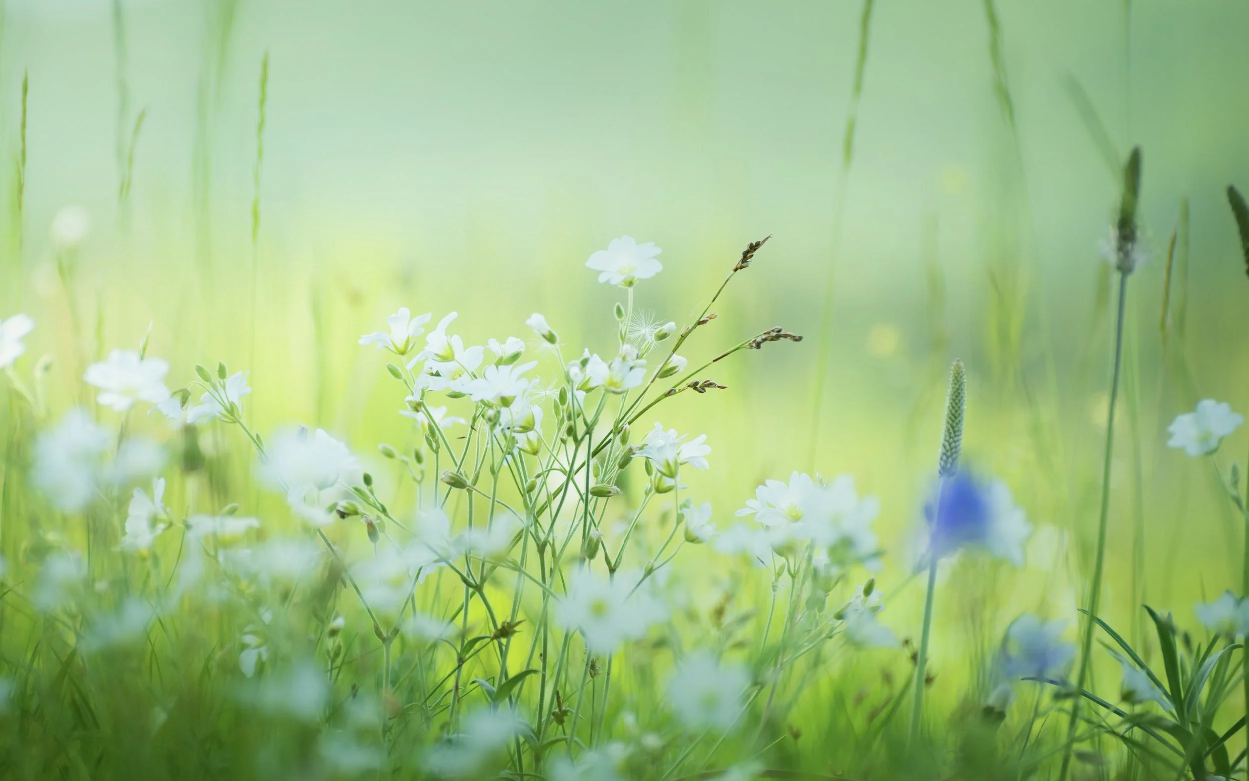 Mjúk og róandi mynd af hvítum blómum í grænu umhverfi sem tákn fyrir stuðning, vellíðan og öruggt rými til að hafa samband við Sálfræðiklíníkina.