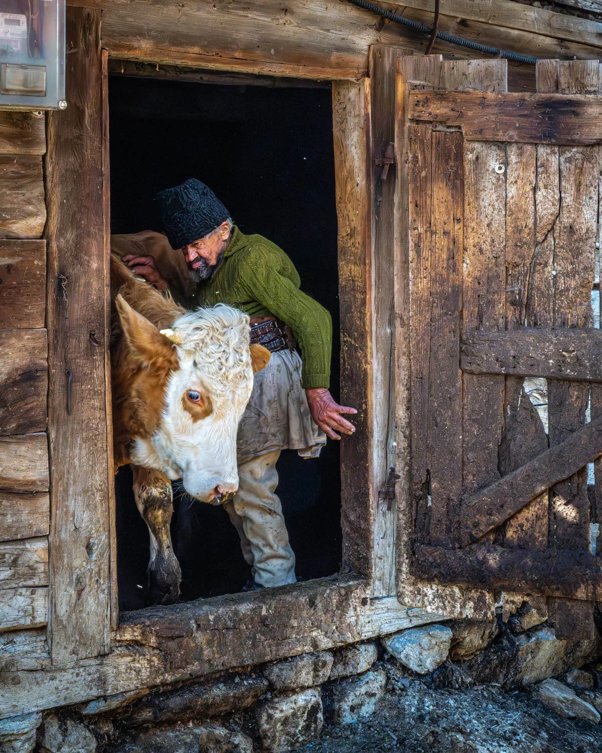 A man wearing a green sweater and a black fur hat helps a cow exit a wooden barn through a window. The barn's exterior is rustic and made of logs, with a stone foundation. The man is guiding the cow by its head.