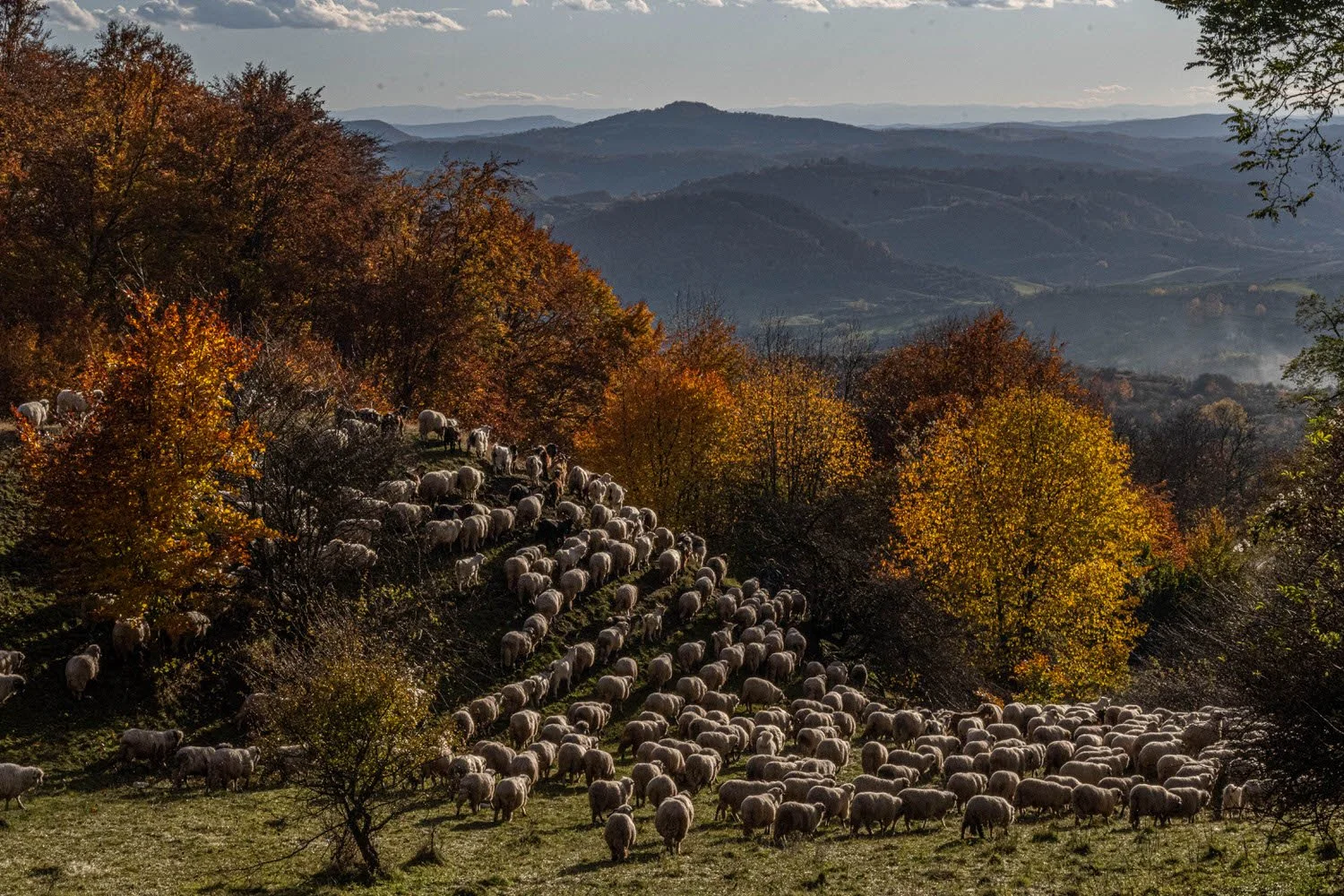 A herd of sheep grazing on a hillside during autumn, with colorful trees and rolling hills in the background under a partly cloudy sky.
