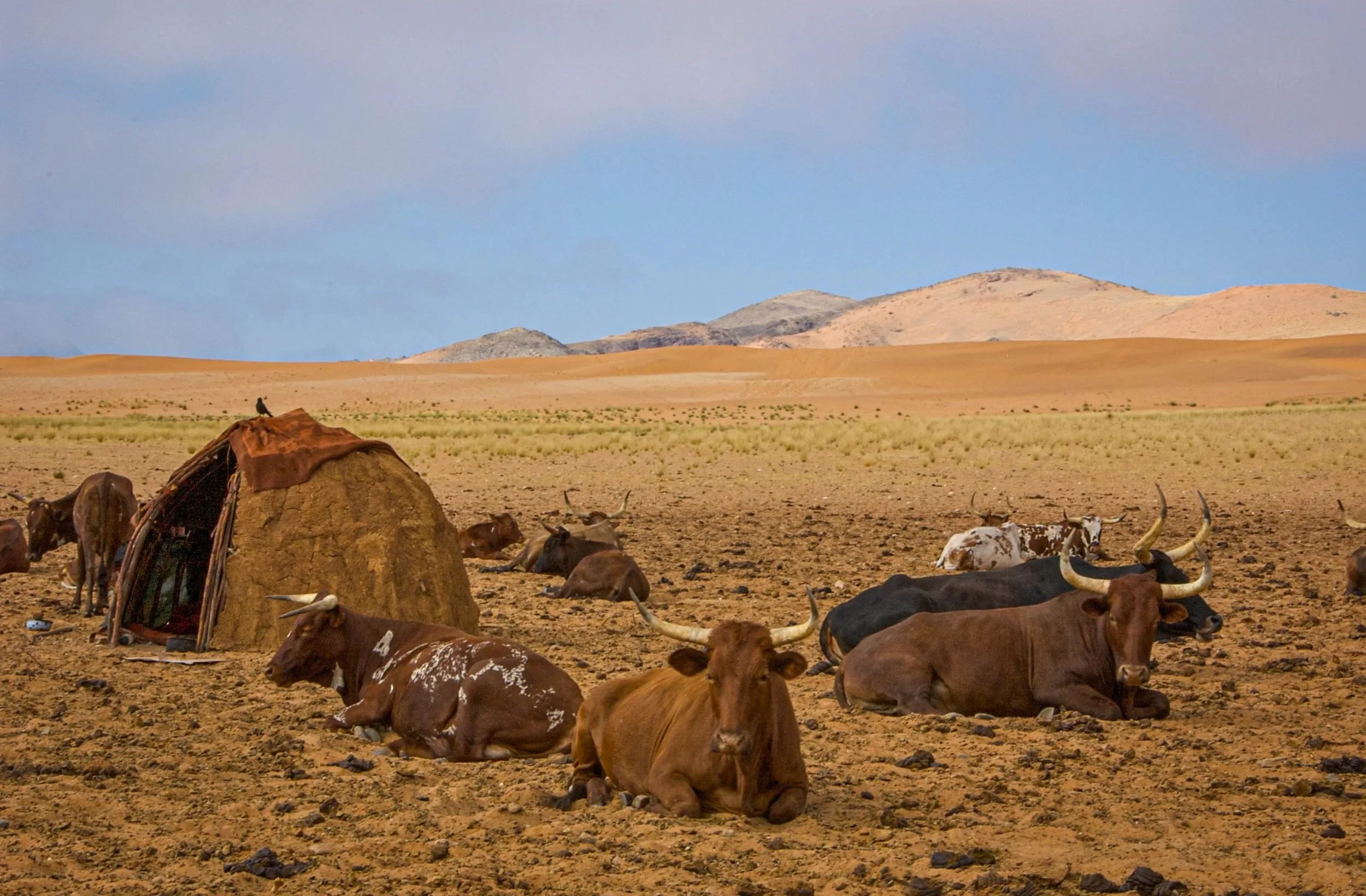 A group of cattle resting on a dry, desert landscape with mountains in the background, a small makeshift shelter, and a bird perched on top of it.