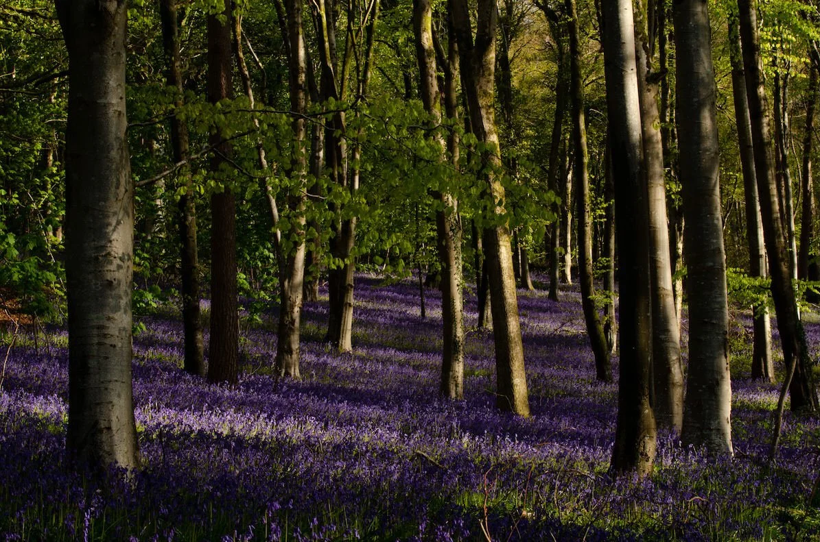 Bluebell Wood, Dorset

  Life + Ecology  
